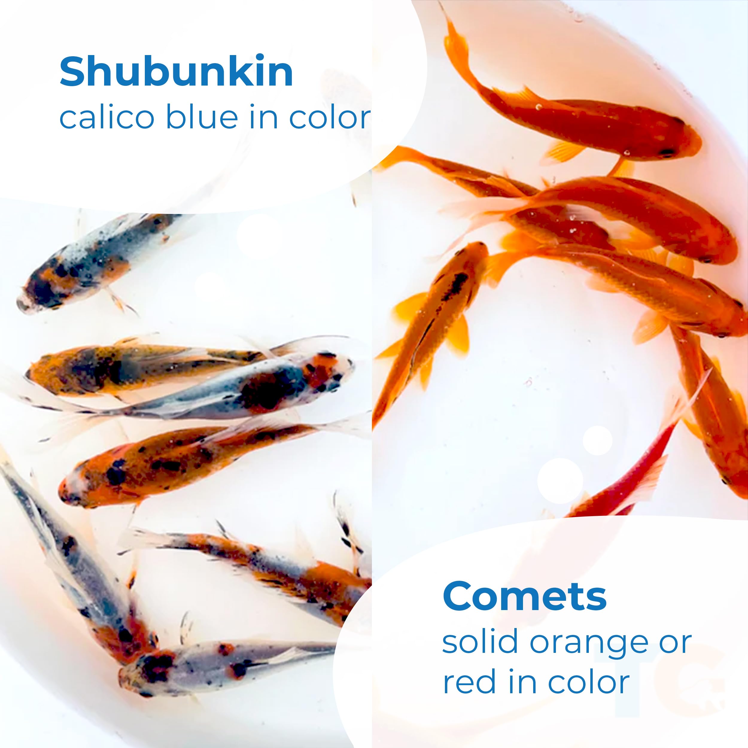 Premium Shubunkin & Comet Goldfish Combo - Vibrant Live Pond Fish (4-5 Inch) - 24 Count Mix for Aquariums & Outdoor Ponds - Perfect for Water Gardens, Koi Ponds & Decorative Fish Tanks
