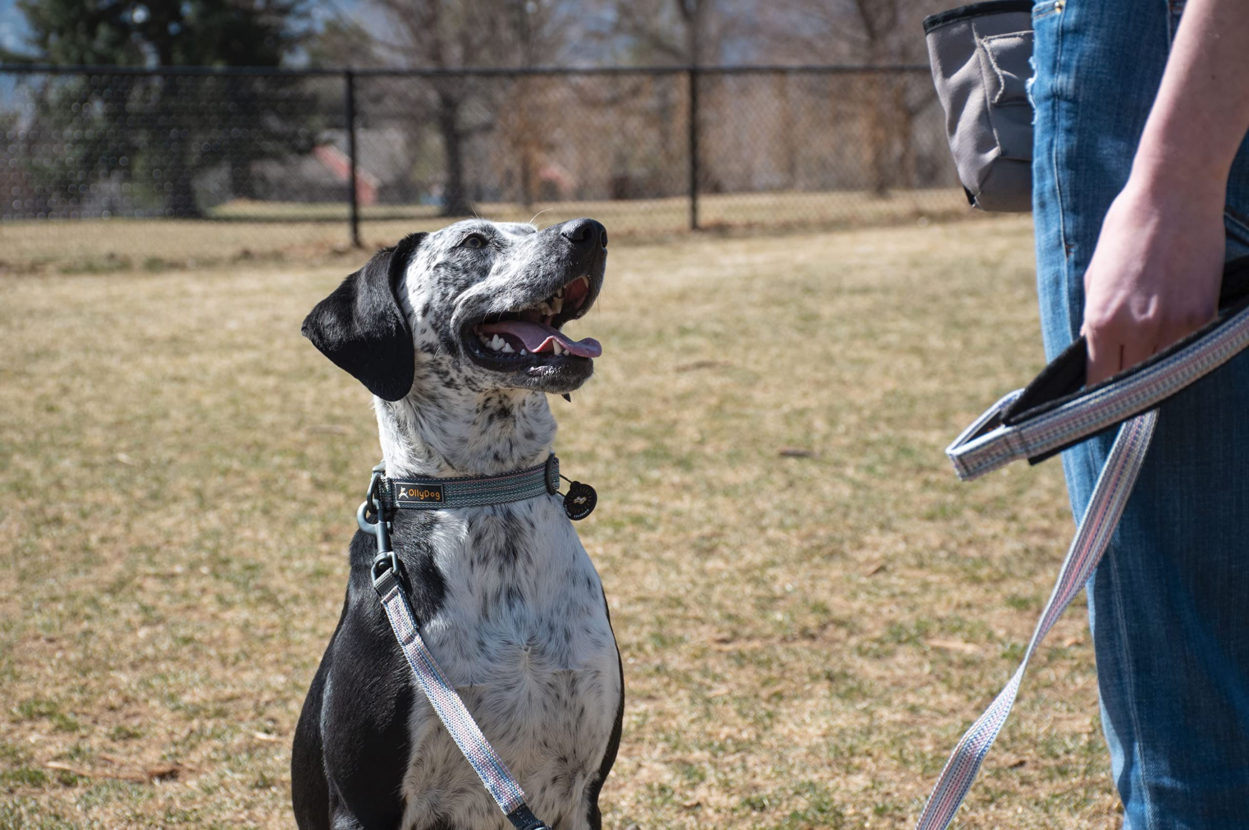 OllyDog Rescue Adjustable Dog Collar with Heavy-Duty Buckle - Lightweight Training Collar for Small, Medium & Large Dogs (Large, Prism) - Perfect for Daily Walks, Training & Outdoor Adventures