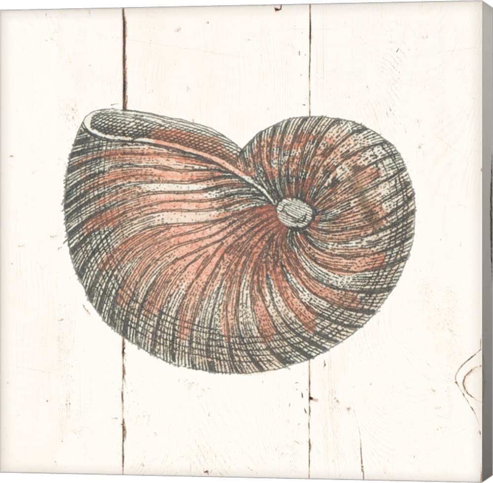 Wild Apple Portfolio Shell Sketches III Shiplap Canvas Wall Art - 8x8 Inches Gallery Wrapped Ready to Hang - Perfect for Beach House, Coastal Decor & Living Room Wall Decor