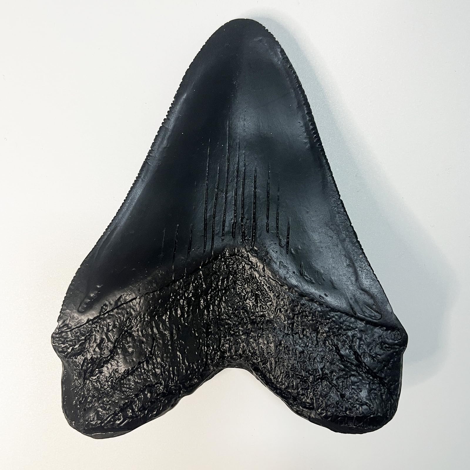 Authentic Carcharodon Megalodon Tooth Replica - 5.1 Inch Fossil Shark Teeth with Detailed Serrations - Black Collectible Specimen for Paleontology Enthusiasts & Home Decor Display