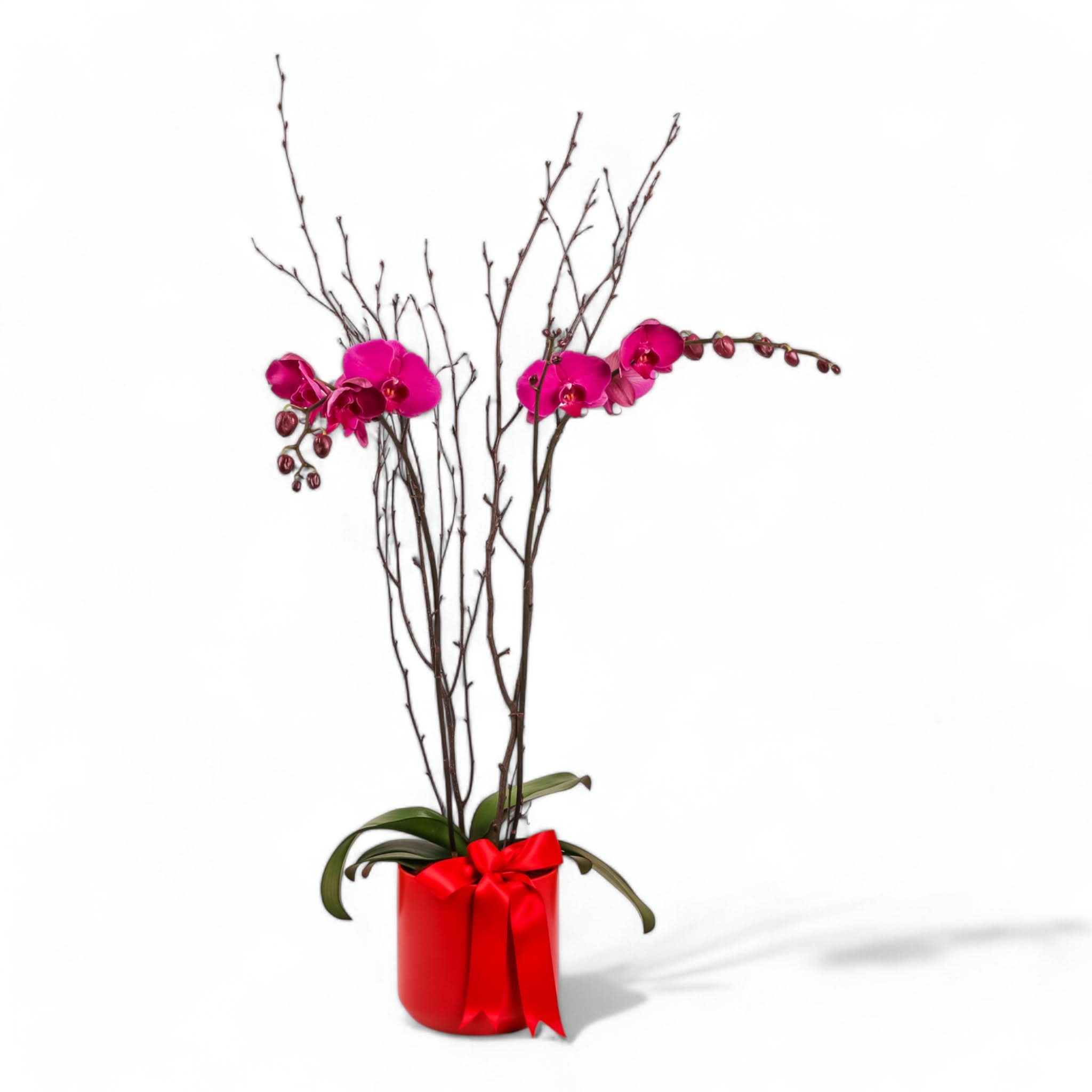 Premium Orchid Planting Kit for Beginners - Complete Set with Pots, Soil & Care Guide - Perfect for Home, Office & Garden Decor