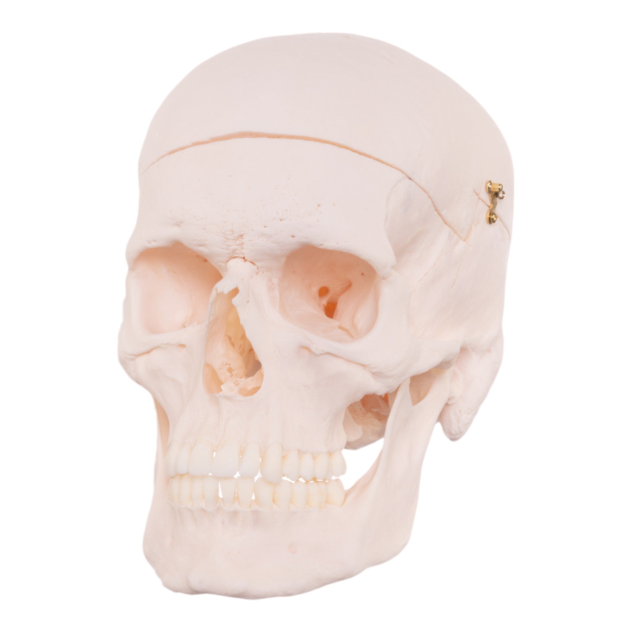Premium Anatomical Human Skull Model - Accurate & Detailed for Medical Education, Research & Study - Perfect for Doctors, Students & Halloween Decor