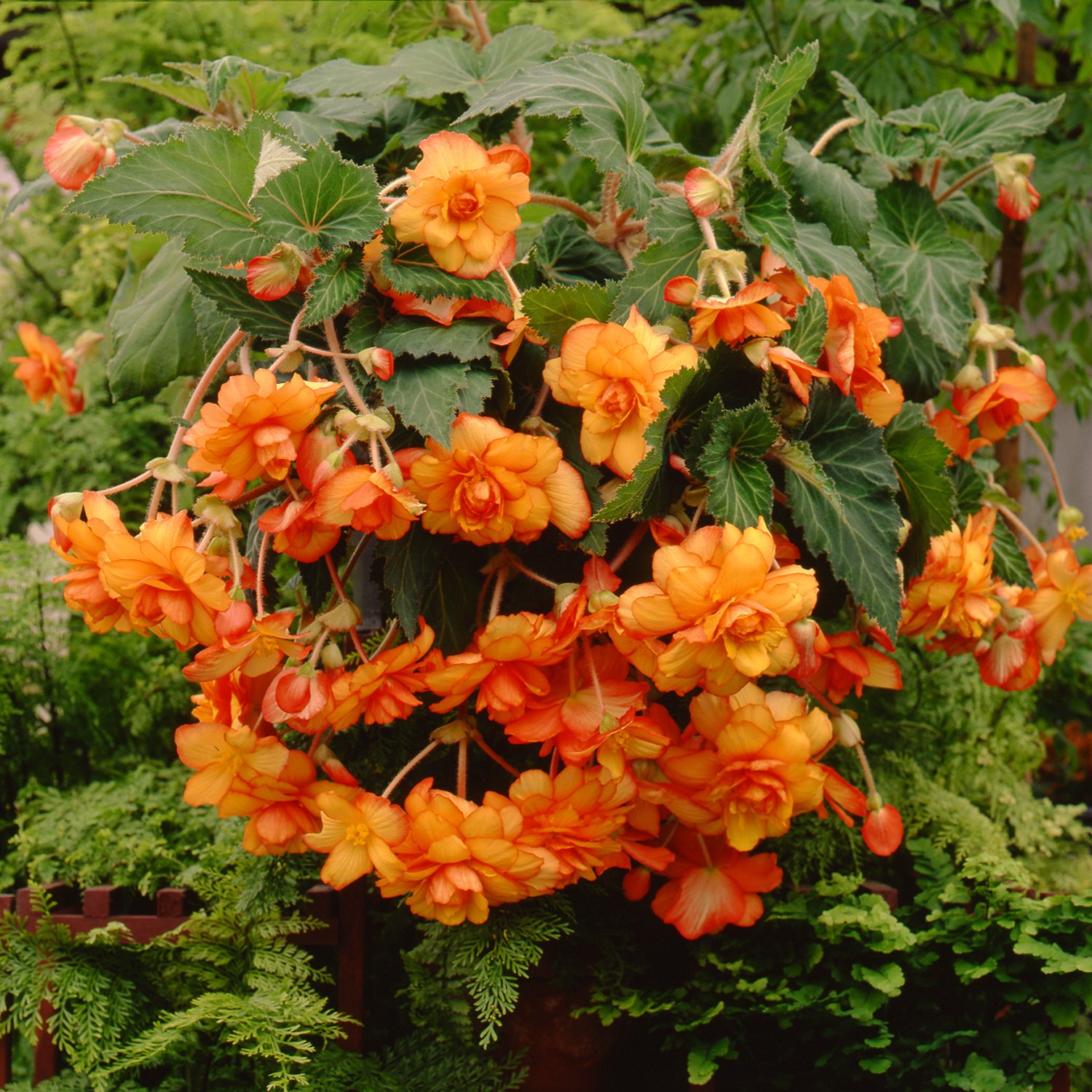 Hanging Picotee Begonia Bulbs (3 Pack) - Yellow & Red Flowers for Baskets & Shade Gardens