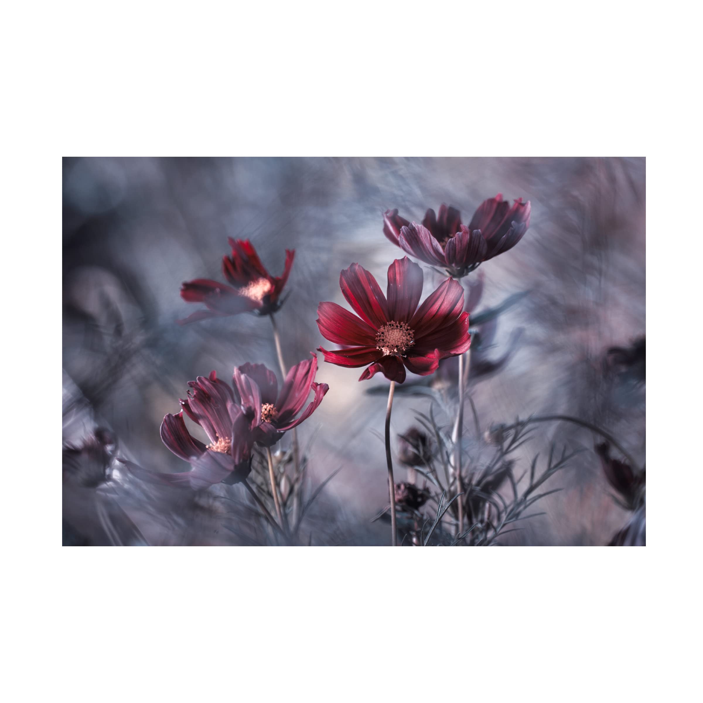 Fabien Bravin 'Cosmoslicious' Abstract Canvas Wall Art - Modern Home Decor for Living Room, Bedroom & Office | Trademark Fine Art Collection
