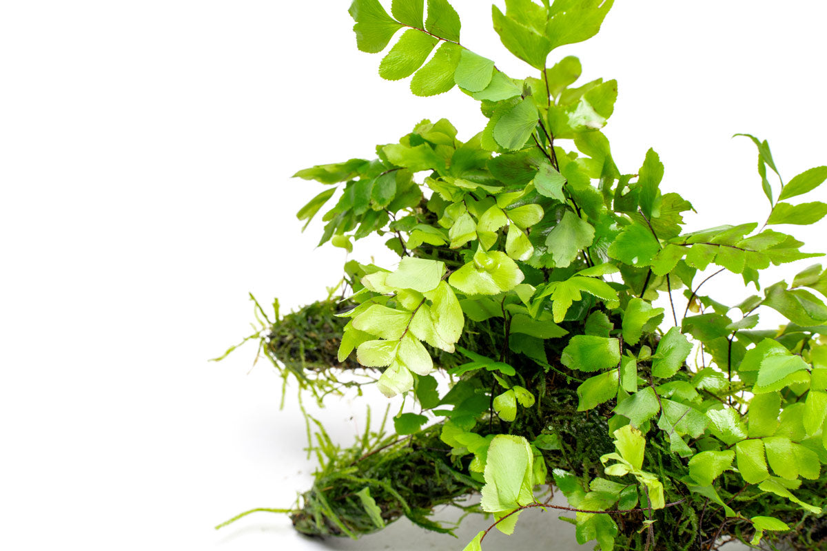 Adiantum Capillus Veneris & Moss Driftwood - Natural Decorative Wood for Aquariums, Terrariums & Home Decor