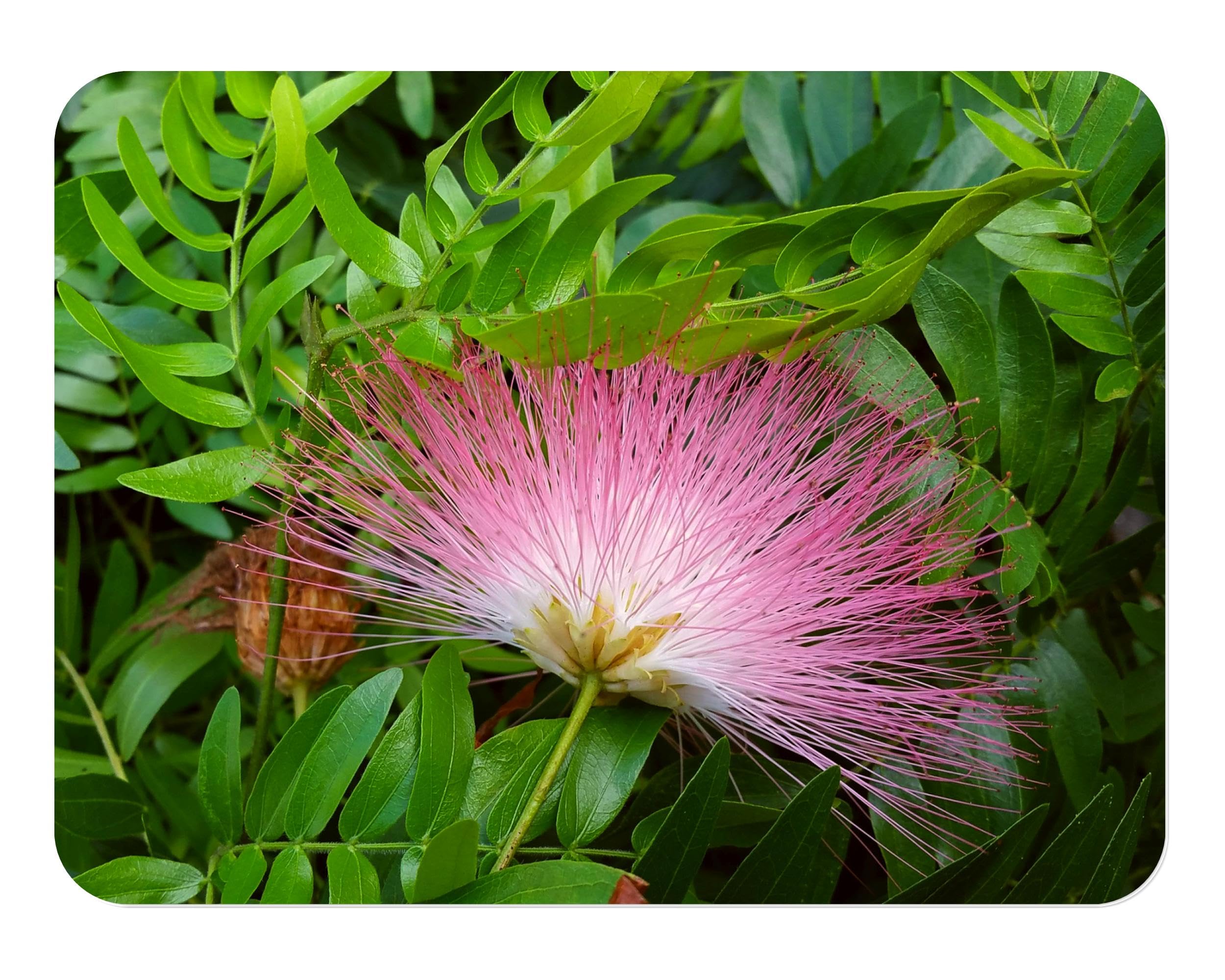 Pink Powder Puff Tree Live Plant (Calliandra Surinamensis) - 4 Inch Pot Bonsai Starter with Unique Rose Cascade Flowers | Indoor/Outdoor Decoration, Gift Idea & Tropical Garden Accent