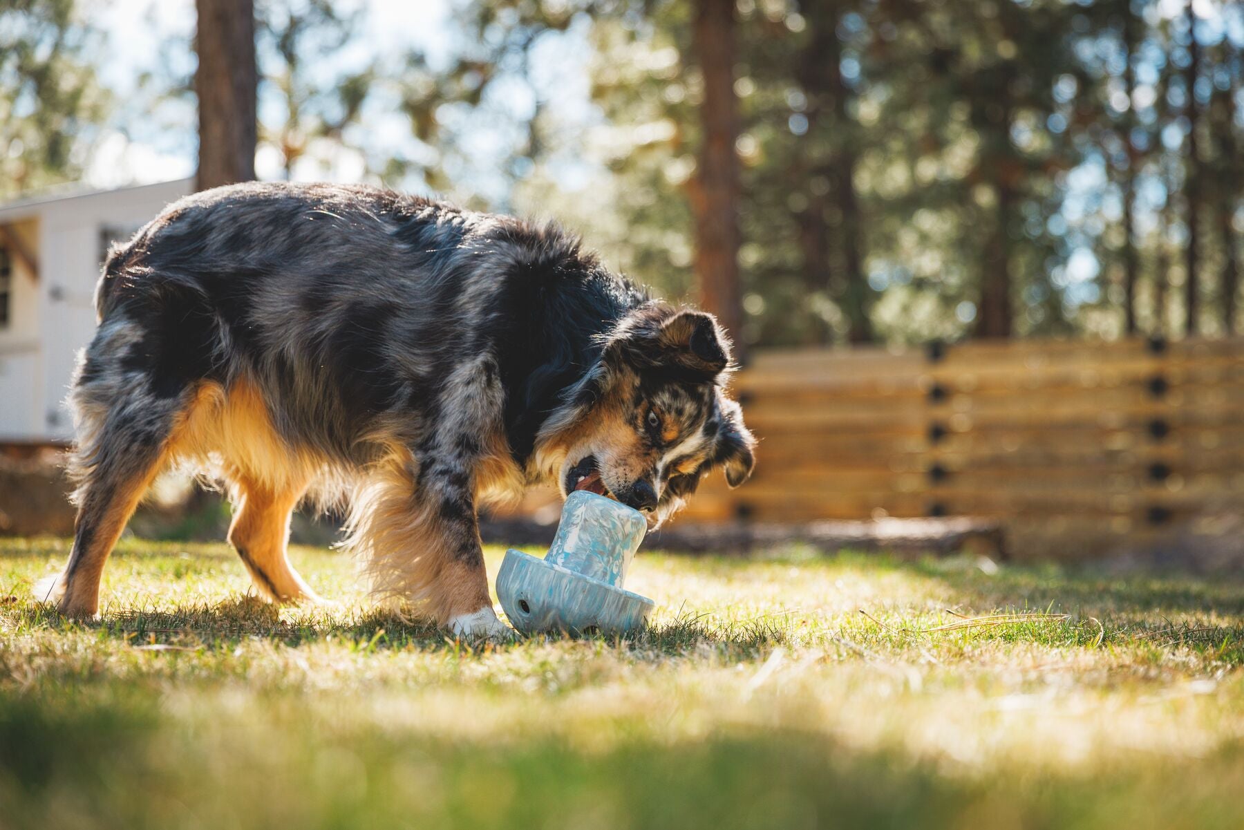 Porcini™ Dog Puzzle Toy with Treat Dispenser - Enriching Blue Prism Chew Toy for Small & Large Dogs | Ruffwear® - Perfect for Indoor Play & Mental Stimulation