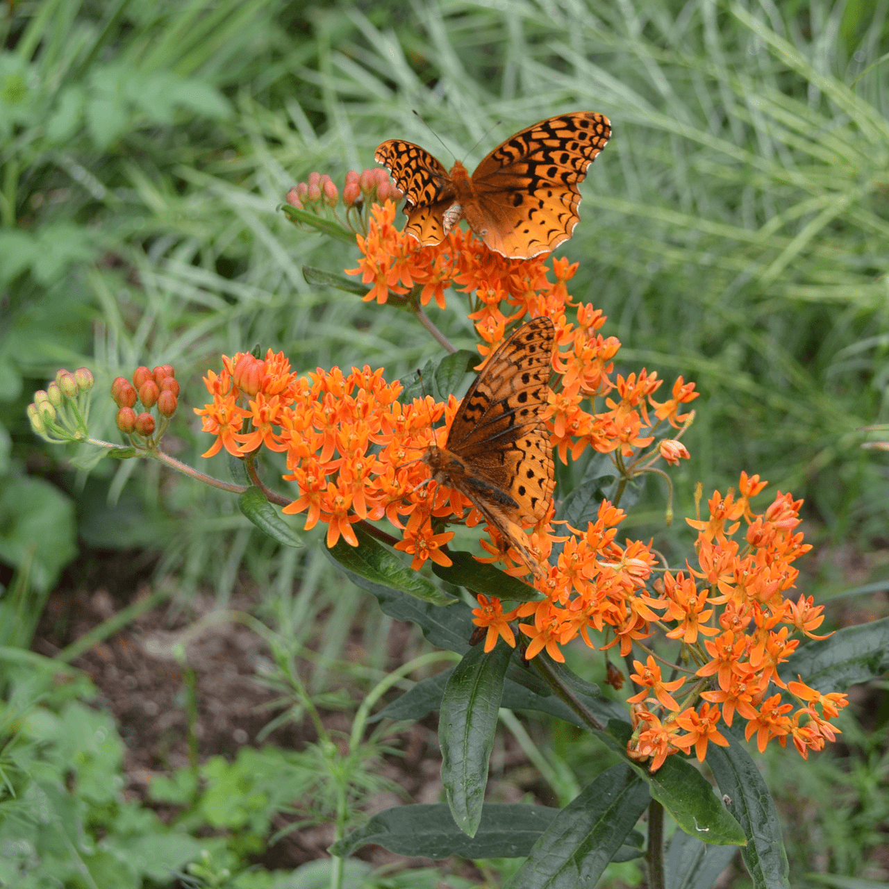 Butterfly Weed (Asclepias tuberosa) - Native Perennial Milkweed for Monarch Butterflies | Pollinator Garden Plant & Drought-Tolerant Wildflower for Landscaping