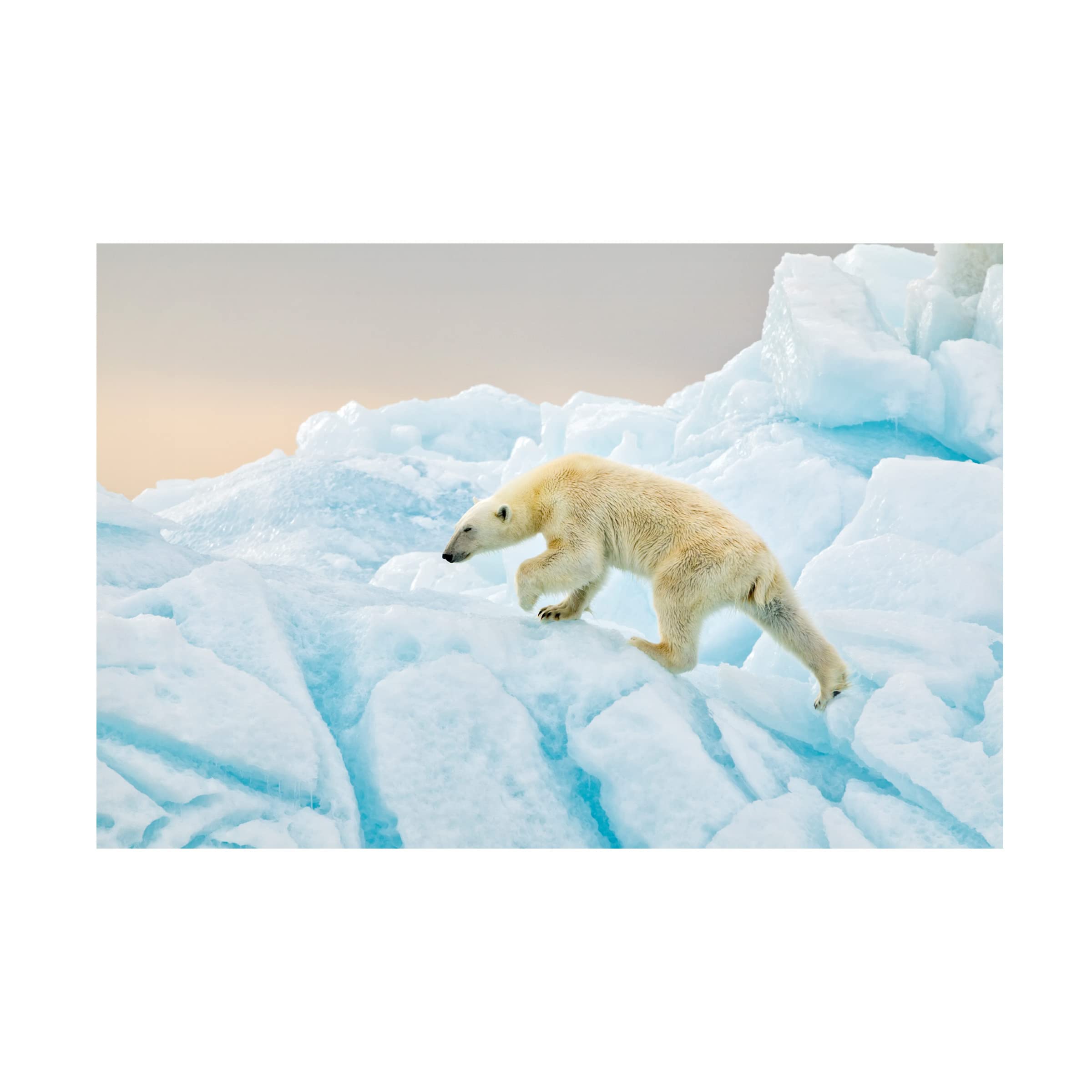 Trademark Fine Art 'Polar Bear At Svalbard' Canvas Wall Art Print by Joan Gil Raga - Arctic Wildlife Decor for Living Room, Office & Nursery
