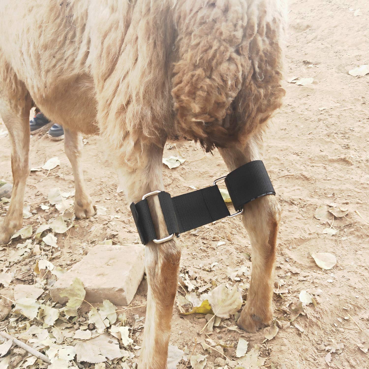 Goat Hobbles - Adjustable Goat Leg Restraints for Milking, Grooming & Veterinary Care - Secure & Humane Goat Binding Tool for Difficult Goats (Farm Use, Dairy Goat Management, Animal Husbandry)