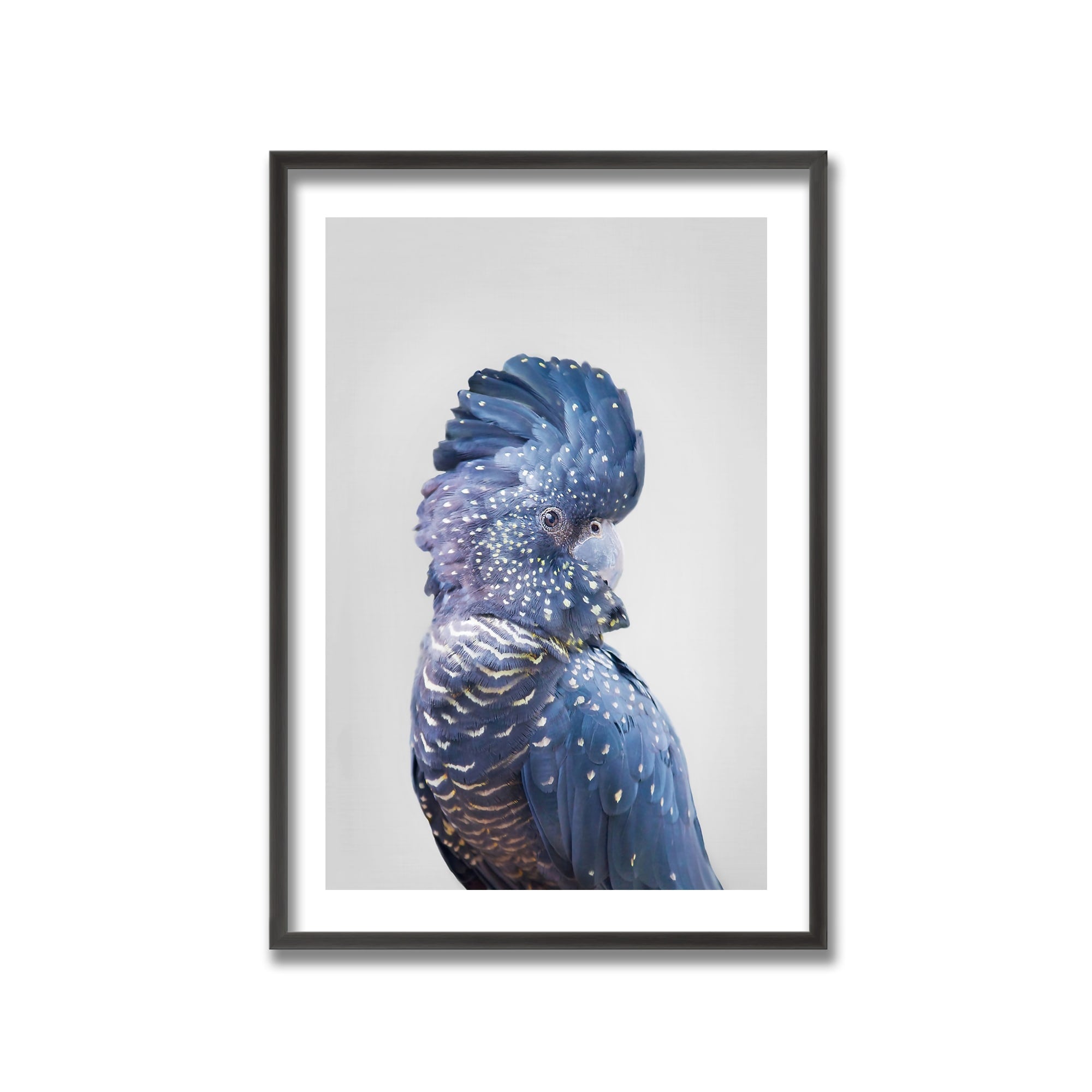 Black Cockatoo Framed Print Wall Art by Kathrin Pienaar - Australian Wildlife Home Decor for Living Room, Bedroom & Office