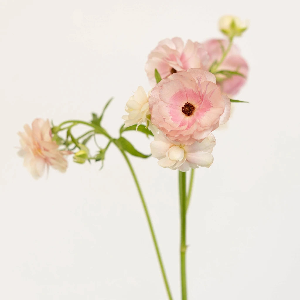 Blushing Bride Butterfly Ranunculus Flowers - Elegant Wedding Bouquet, Bridal Centerpiece & Home Decor for Romantic Occasions
