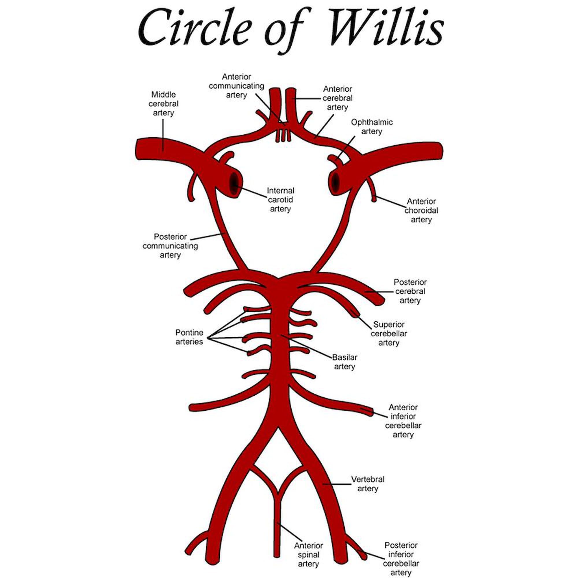 Circle of Willis 15 oz (444 ml) Ceramic Coffee Mug - Funny Neurology Gift for Doctors, Nurses & Medical Students - Perfect for Coffee, Tea or Hot Chocolate at Home or Office