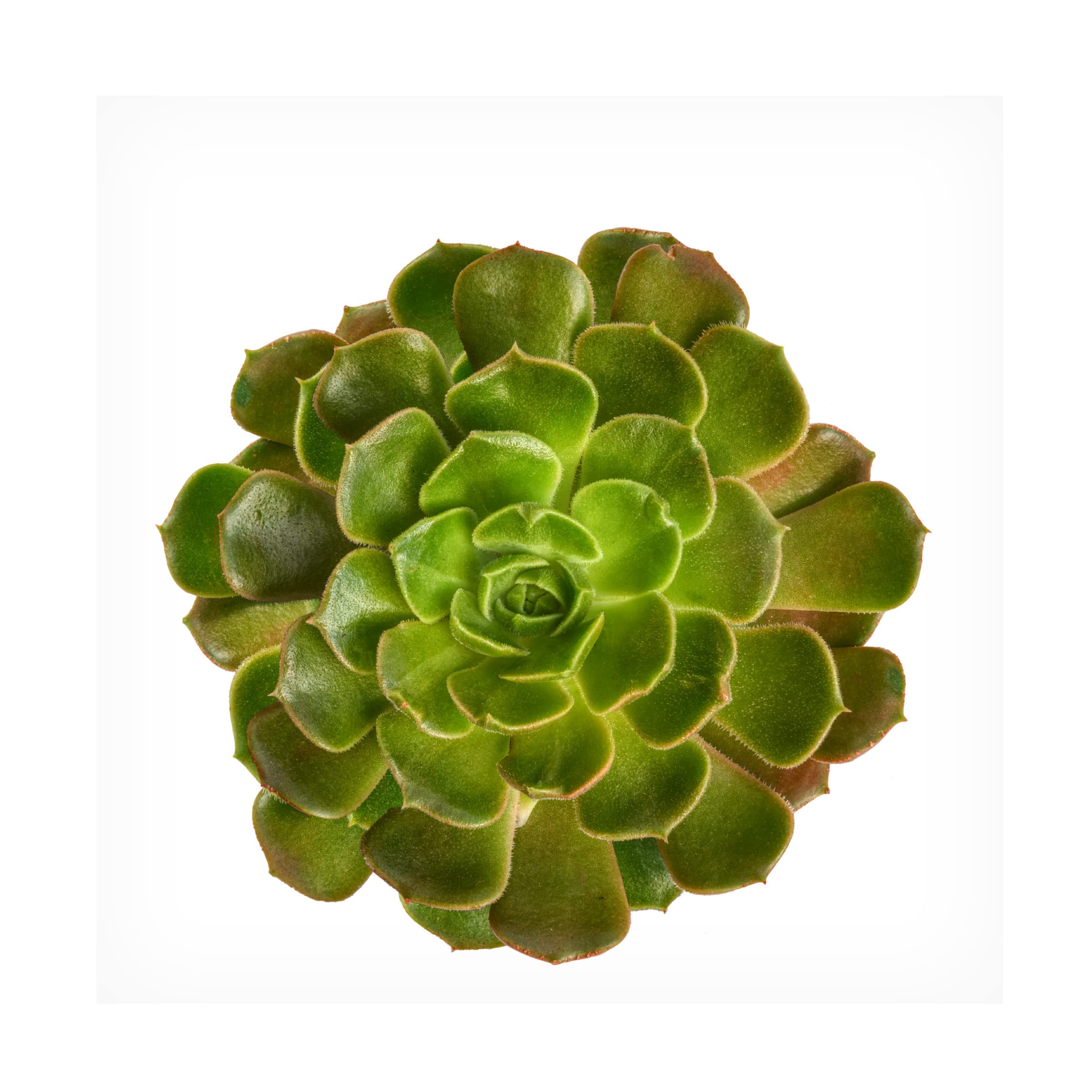 Trademark Fine Art 'Succulent Cut Out 04' Canvas Wall Art by Cora Niele - Modern Botanical Decor for Living Room, Bedroom & Office