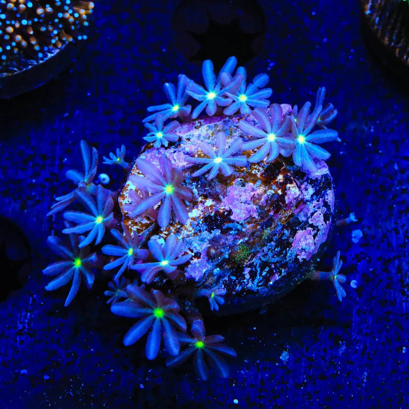 Premium Daisy Polyps Coral for Saltwater Aquariums – Vibrant Soft Coral for Reef Tanks & Marine Aquascaping