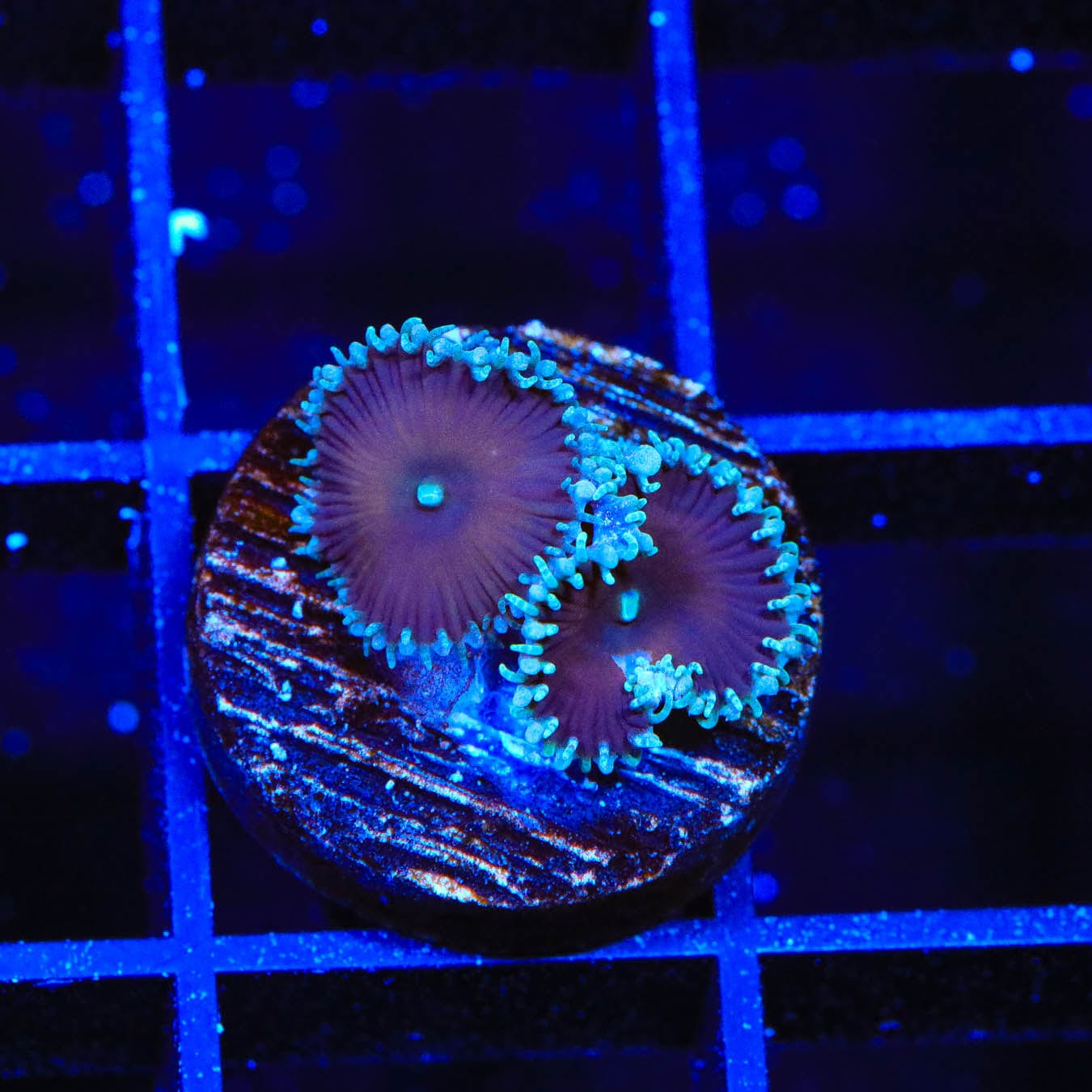 Premium Cinnamon Palythoa Coral for Saltwater Aquariums - Vibrant Soft Coral for Reef Tanks & Marine Aquascaping | Perfect for Beginners & Advanced Hobbyists