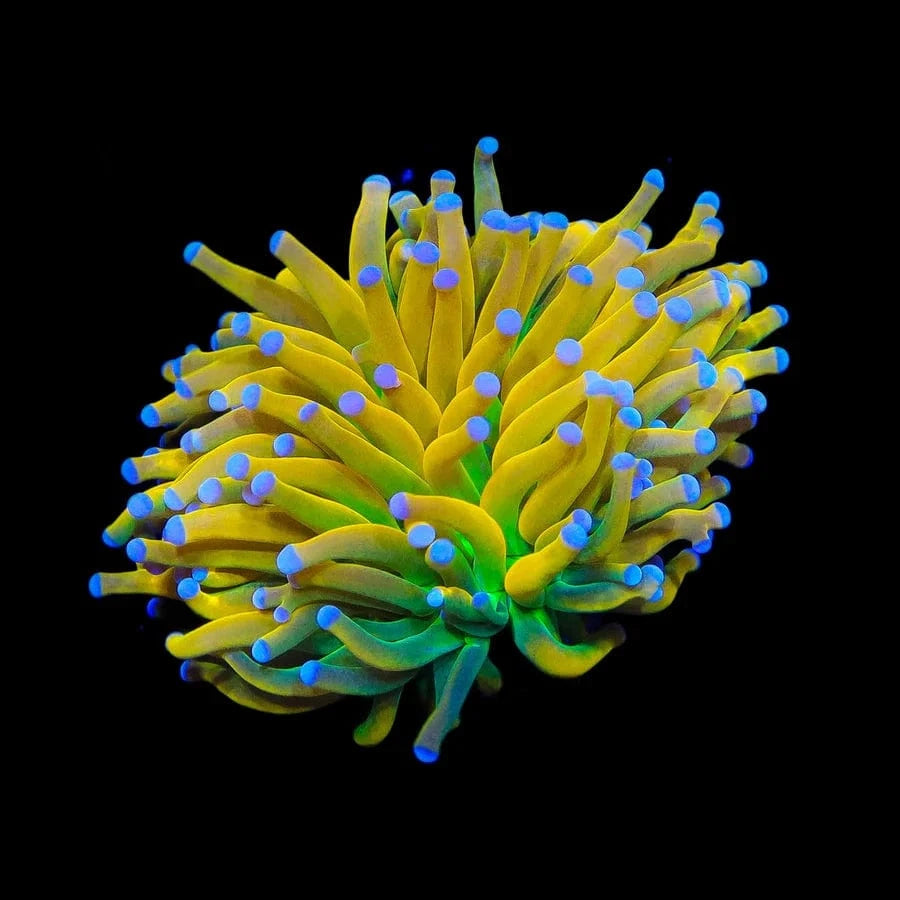 Banana Boat Torch Coral - Premium LED Underwater Light for Aquariums & Fish Tanks | Enhances Coral Growth & Marine Life | Perfect for Saltwater Reef Tanks & Home Aquascaping