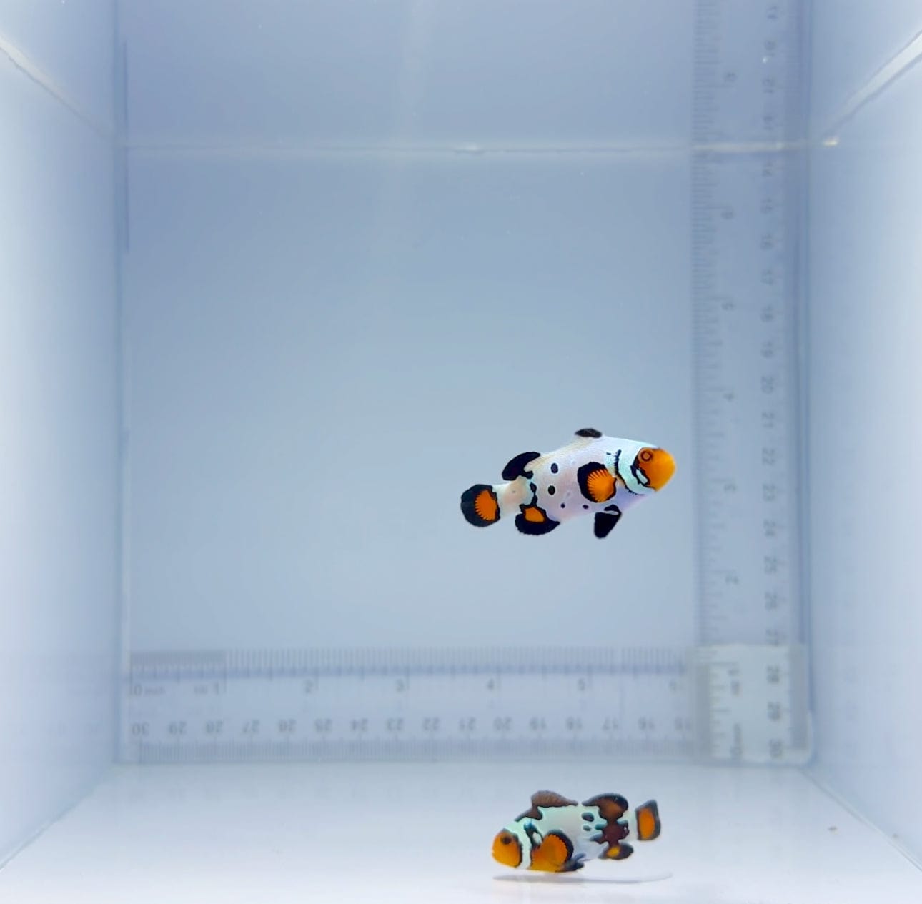 Premium Extreme Bullet Hole Clownfish Pair - Vibrant Saltwater Aquarium Fish for Reef Tanks & Marine Displays (Perfect for Home Aquariums, Office Tanks & Aquatic Enthusiasts)
