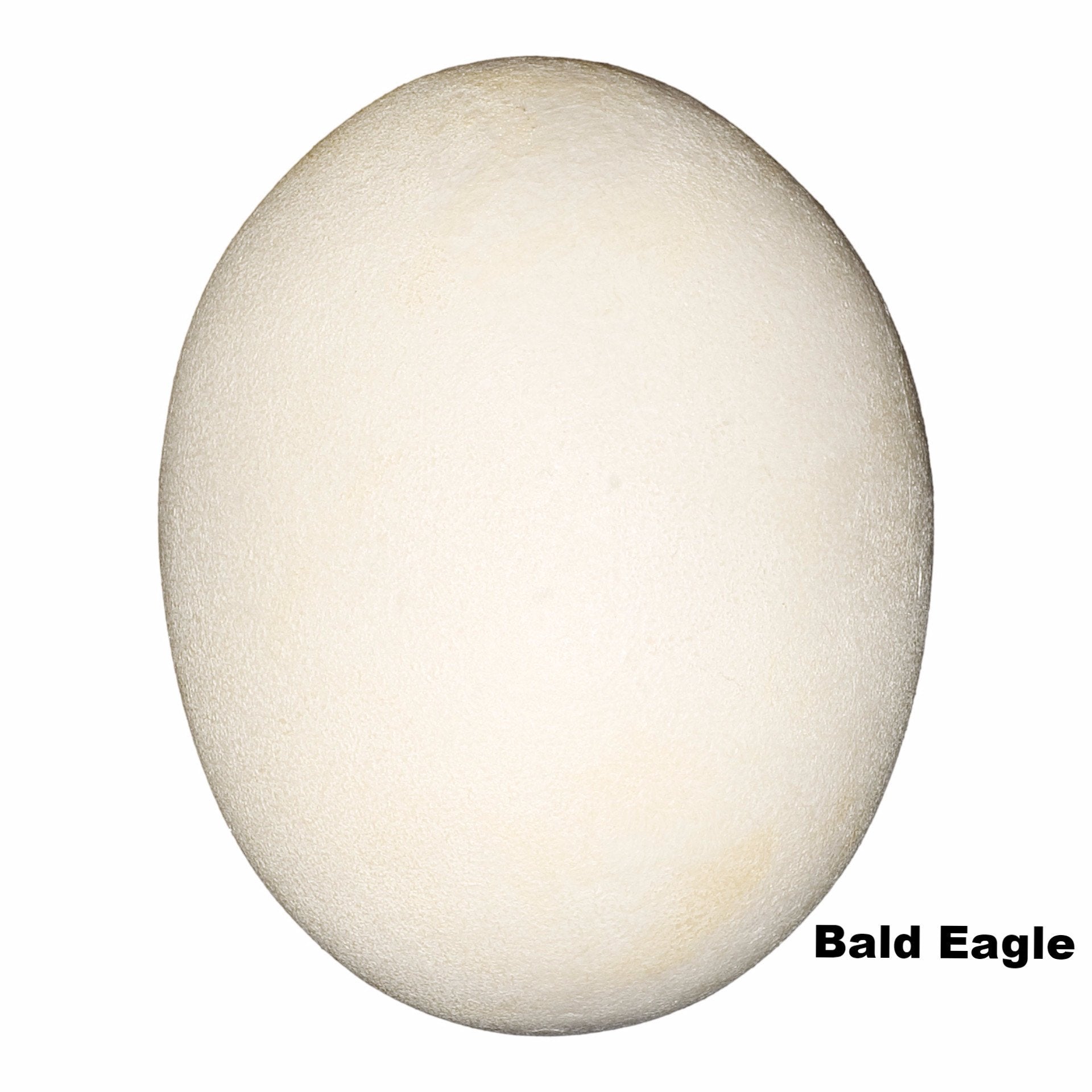 Authentic Replica Bald Eagle Egg - 73mm Realistic Collectible for Bird Enthusiasts & Nature Decor | Perfect for Home Display, Educational Use & Wildlife Collections