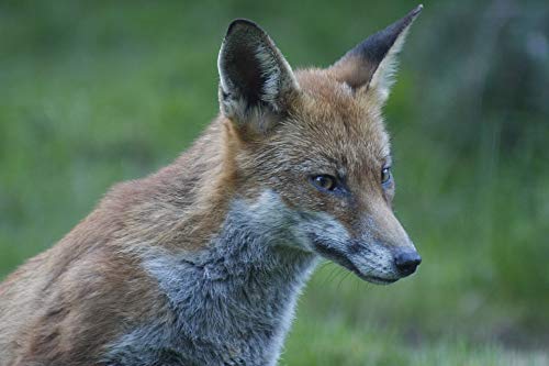 20x30 Inch Laminated Fox Wildlife Poster - Vibrant Colors & HD Imagery for Home & Office Decor - Perfect for Living Room, Bedroom, or Classroom Wall Art