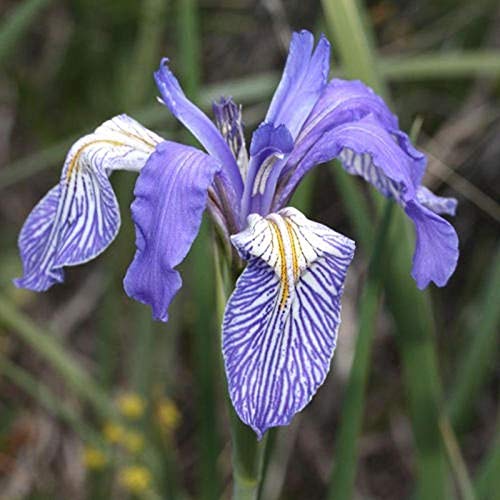 Wild Blue Iris Seeds (100 Seeds) - Vibrant Blue to Violet Blooms for Hummingbird Gardens & Landscaping