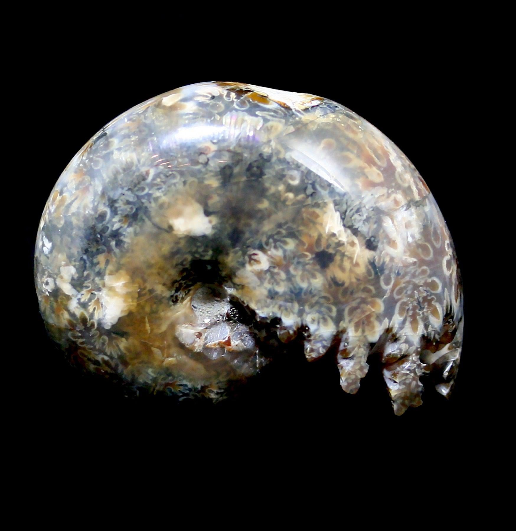 Natural Whole Ammonite Fossil with Intact Sutures & End Chambers - Perfect for Home Decor, Geology Collections & Gift Giving