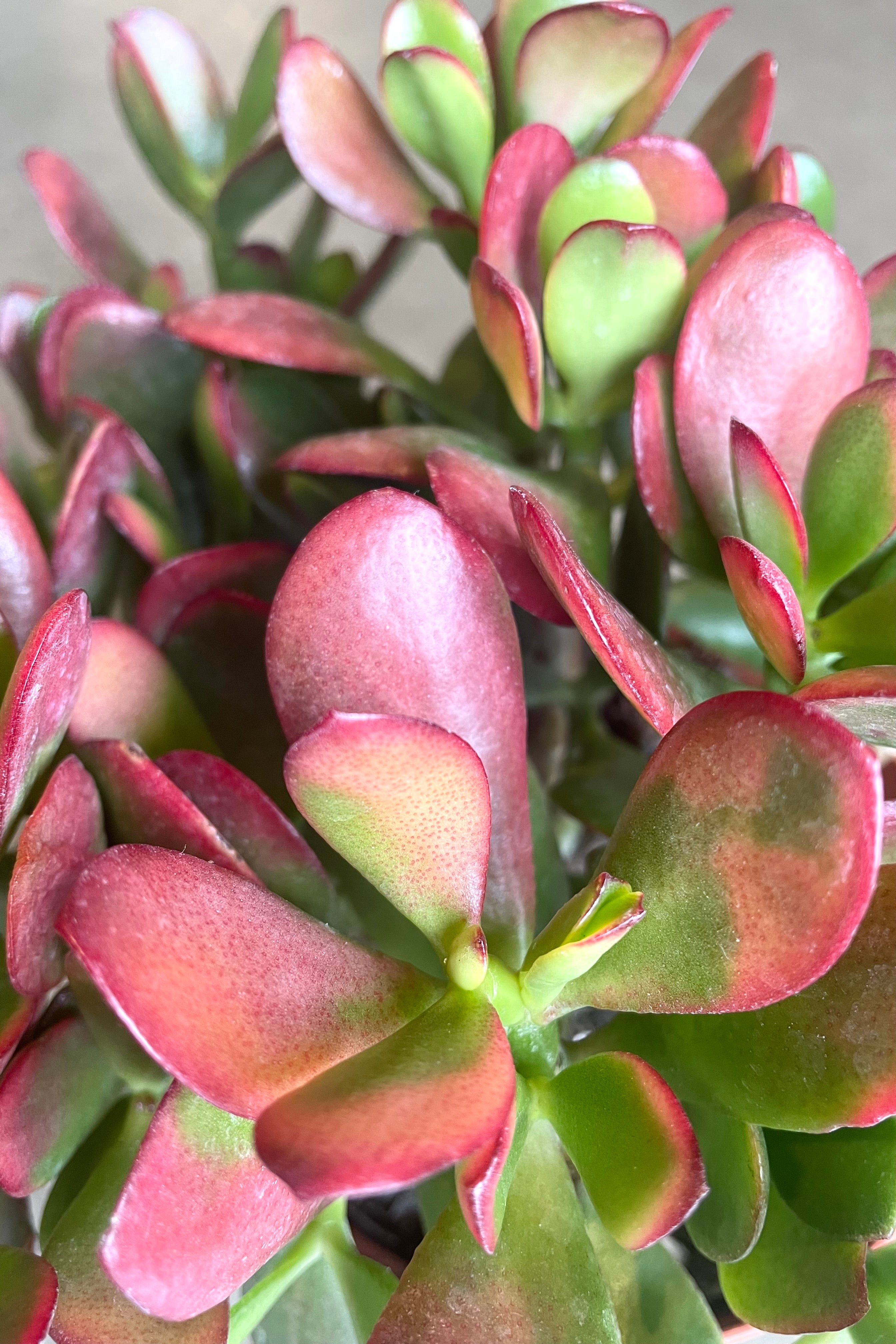 Crassula ovata 'Sunset' Jade Plant - 6 Inch Succulent for Home Decor, Office Desk, and Indoor Gardening | Low Maintenance Houseplant for Beginners
