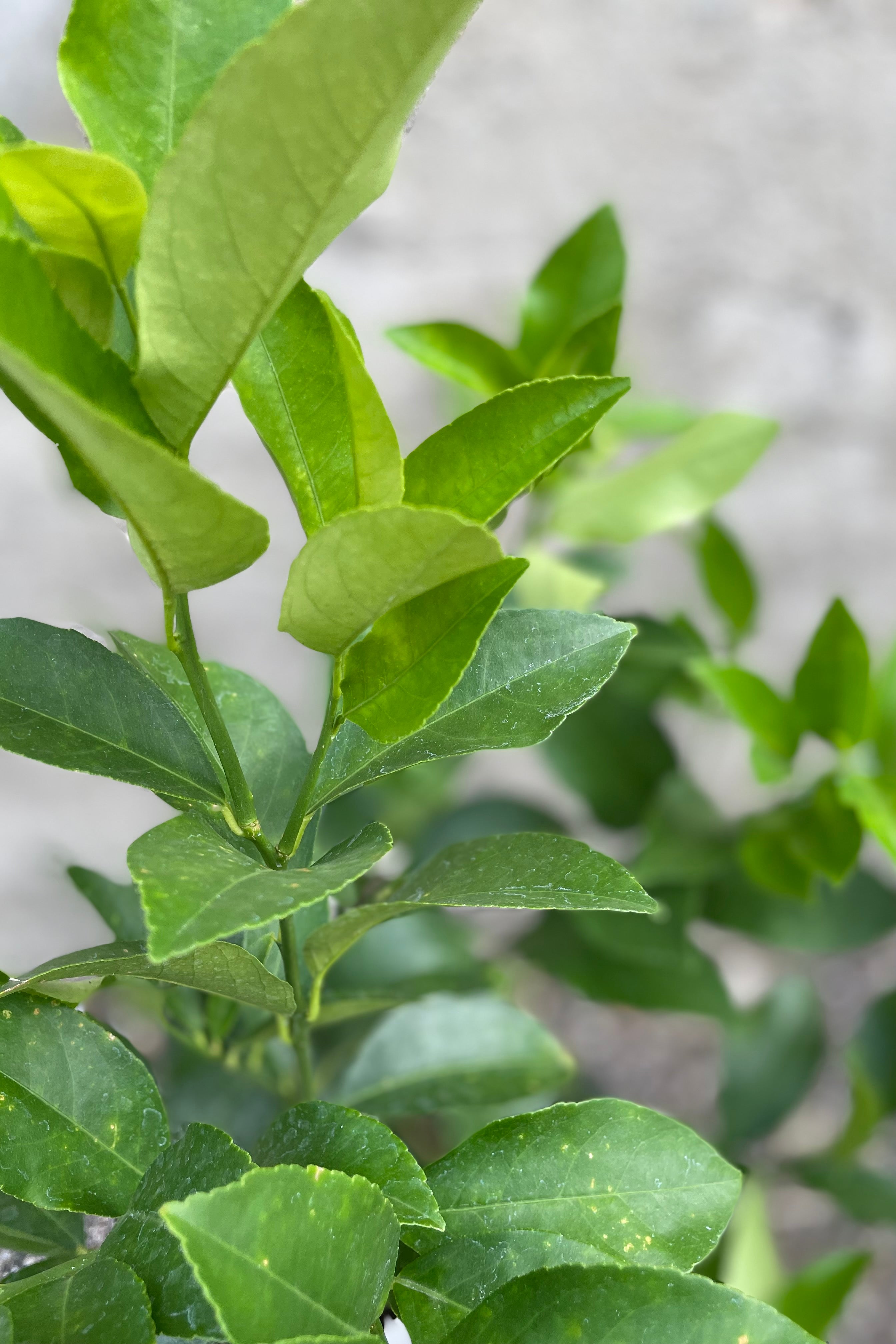 Buy Meyer Lemon Tree (Citrus x meyeri) - 10