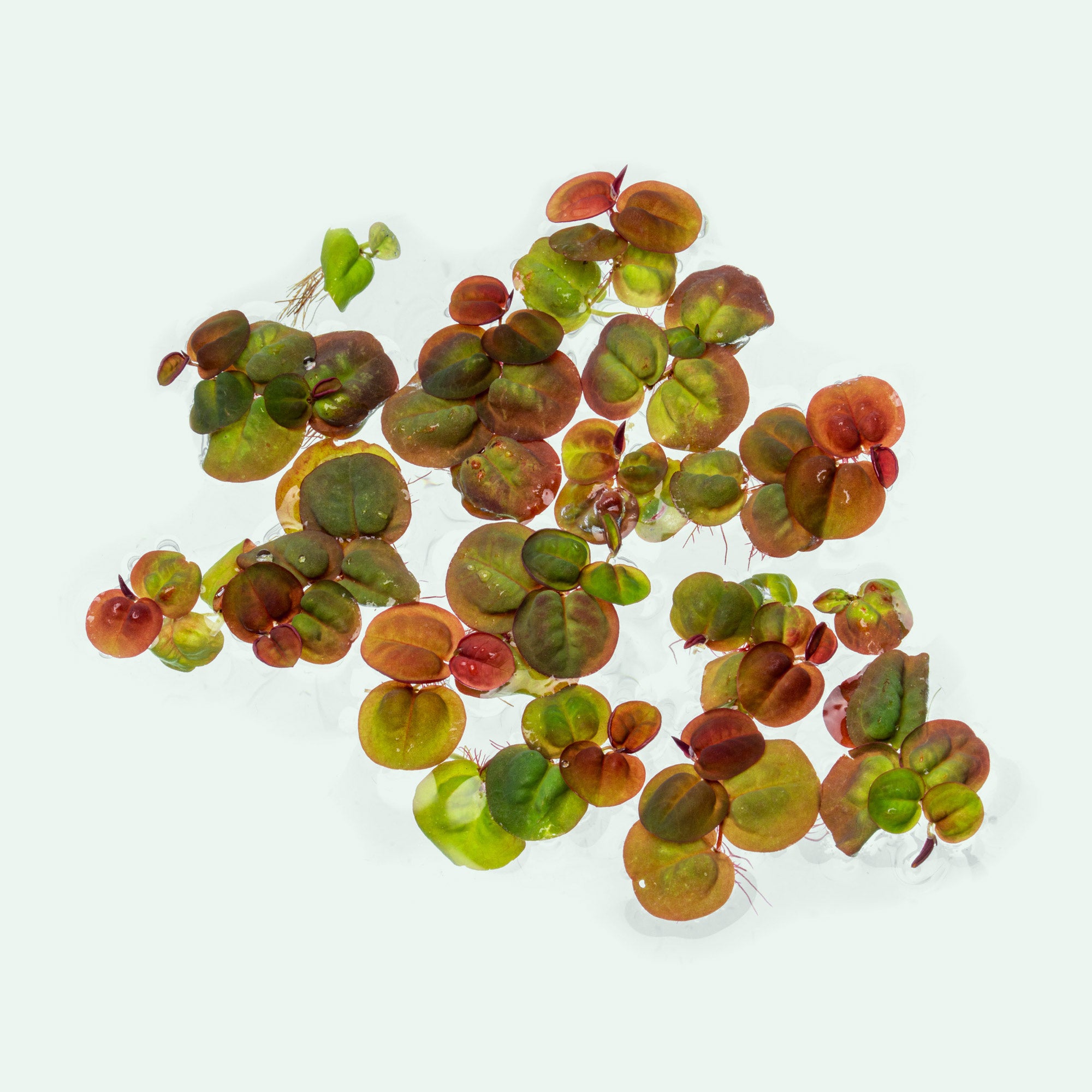 Phyllanthus Fluitans Red Root Floater - Live Aquatic Floating Plant for Ponds & Aquariums | Perfect for Water Gardens, Fish Tanks, and Natural Filtration