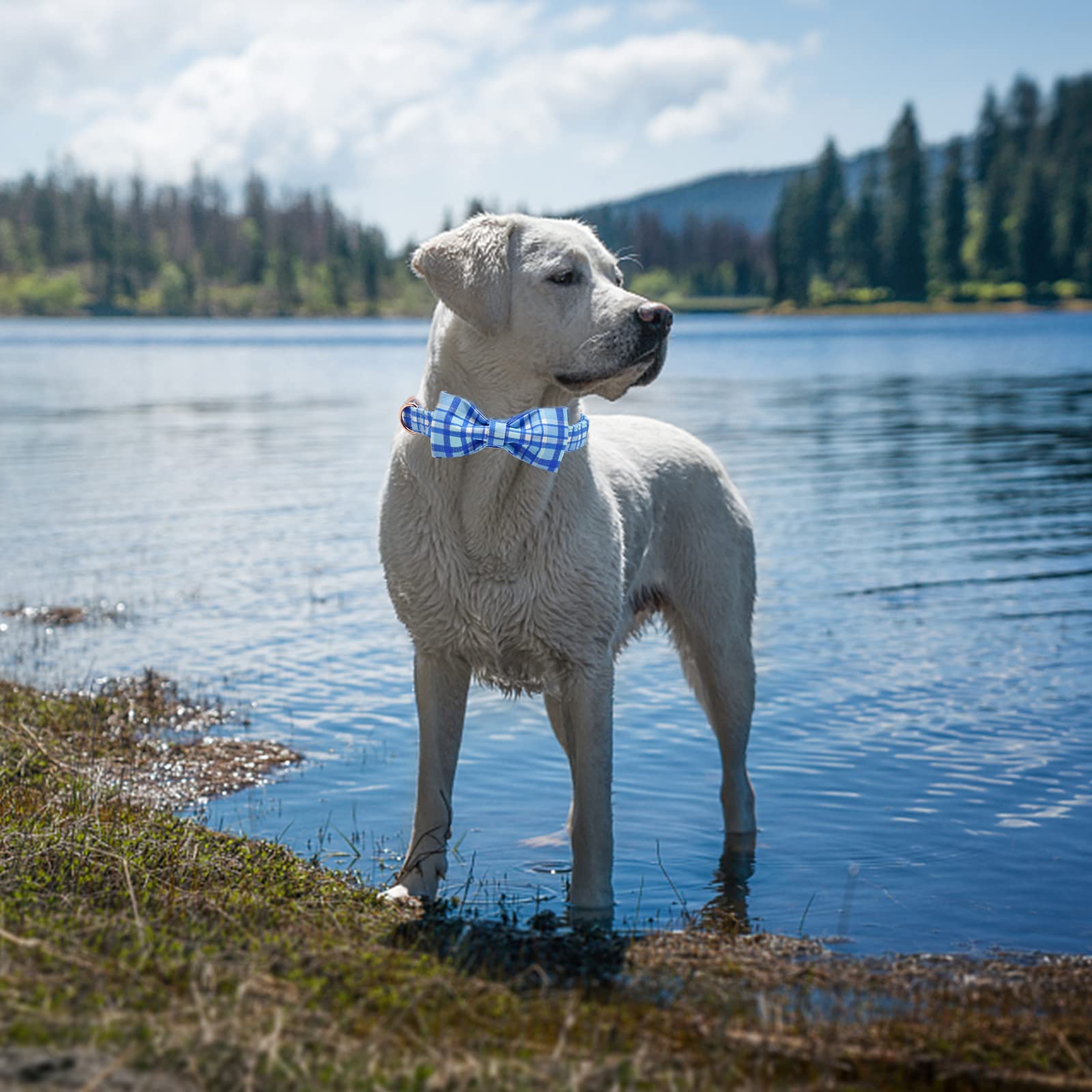 Elegant Blue Plaid Dog Collar with Bow Tie - Adjustable Pet Collar for Large Dogs | Perfect for Special Occasions & Photo Shoots