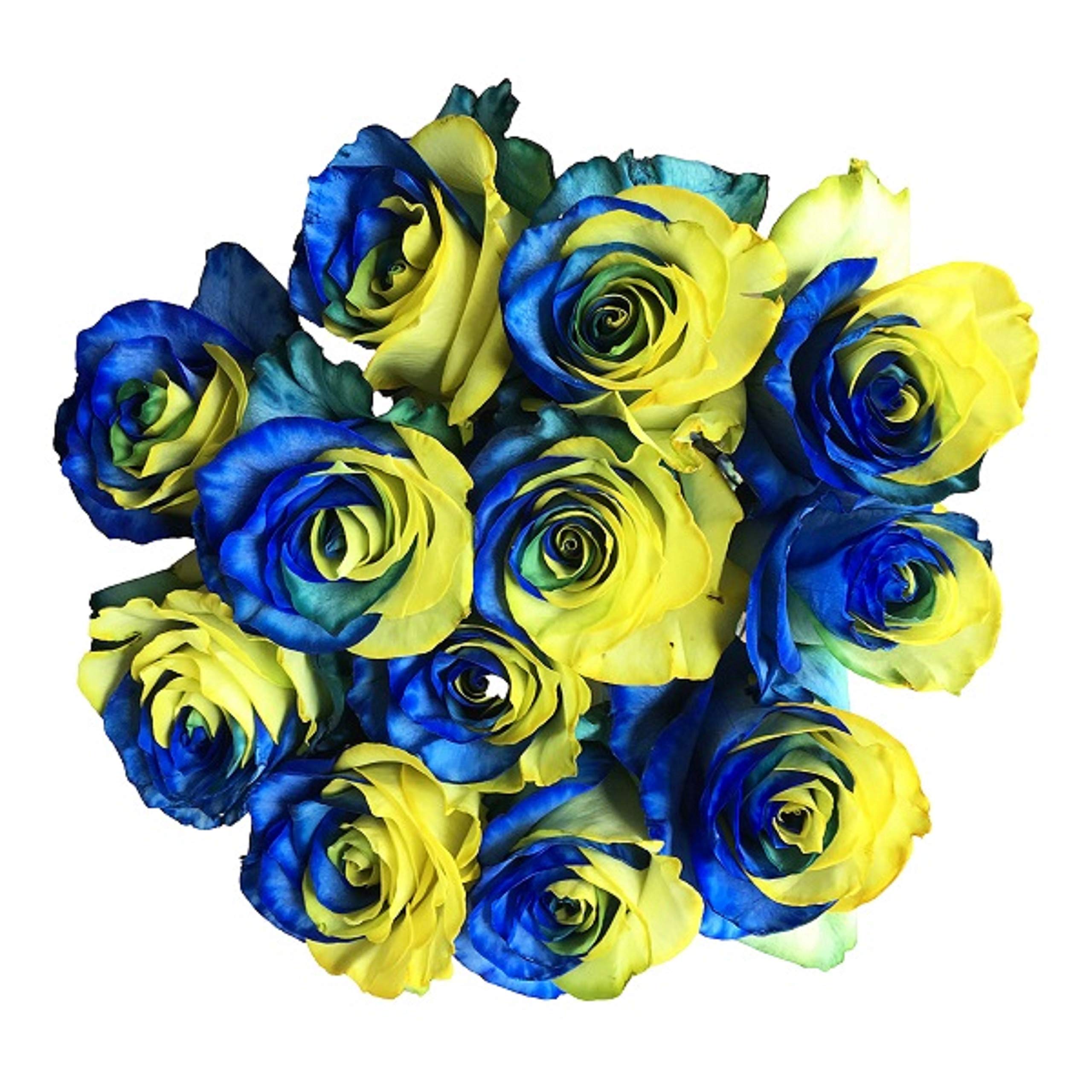 Fresh Cut Tinted Yellow and Blue Roses Bouquet - 24 Stems for Wedding Centerpieces, Anniversary Gifts & Home Decor