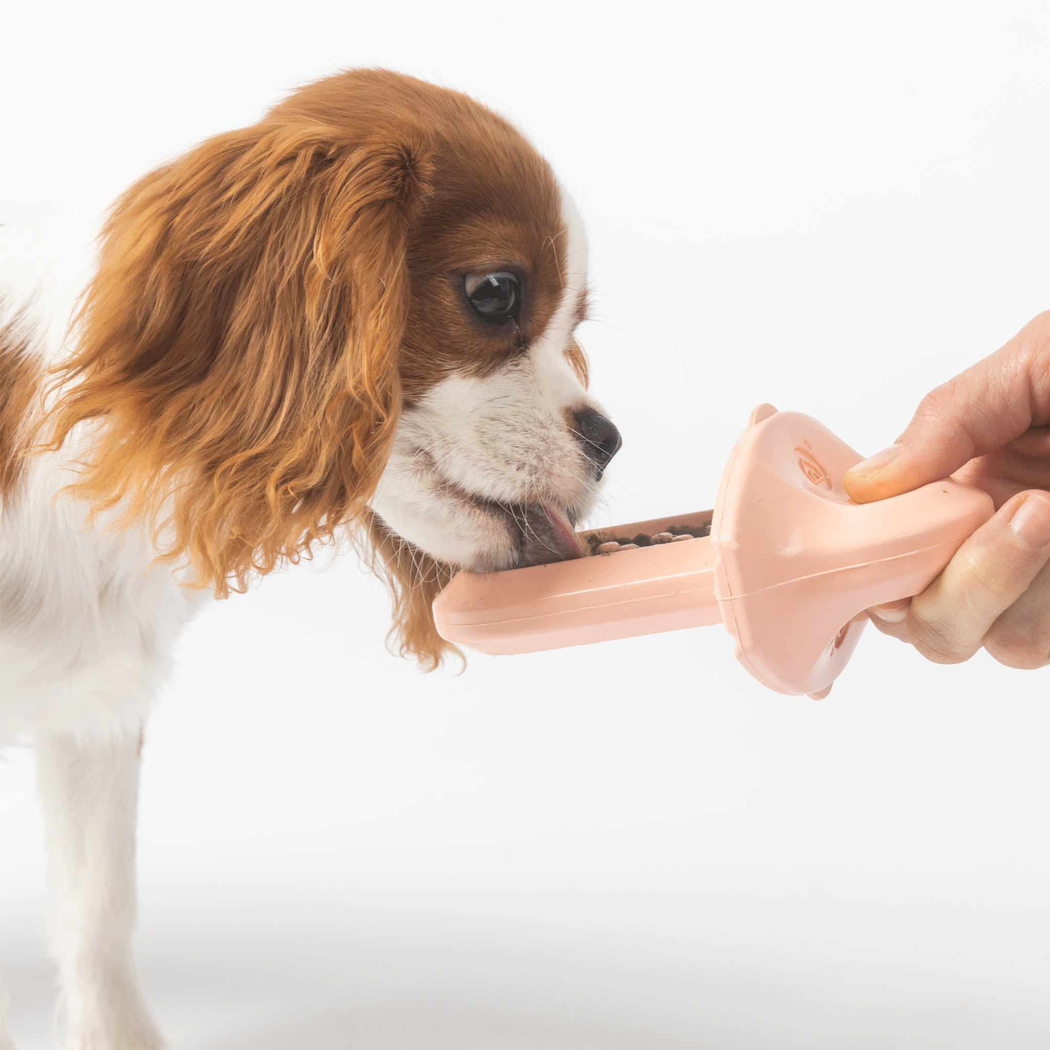 Diggs Groov Crate Dog Crate Training Aid in Blush - Perfect for Puppy Training, Housebreaking & Travel | Durable & Comfortable Pet Carrier for Small to Medium Dogs