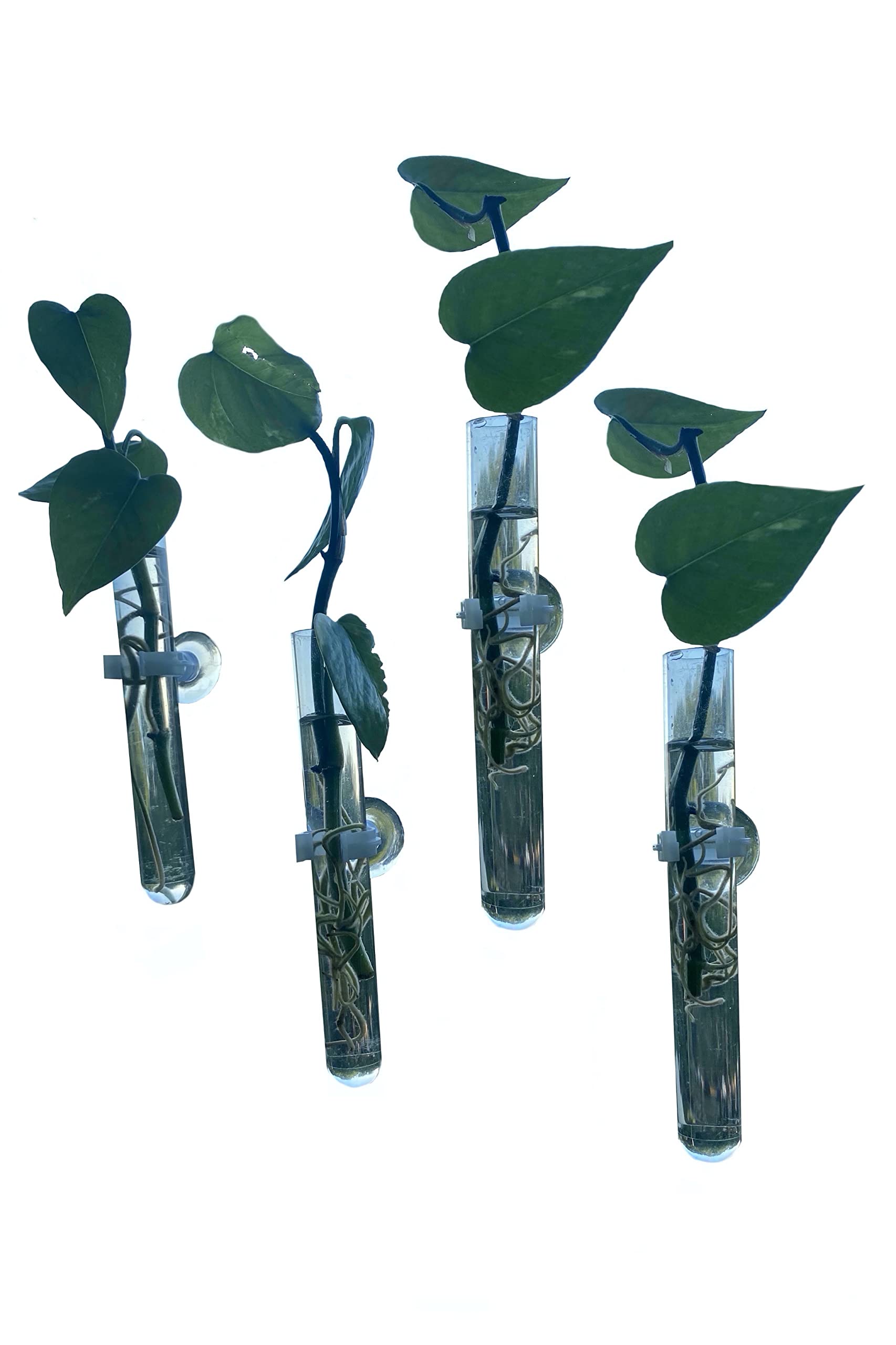 Glass Test Tube Vases with Suction Cups for Plant Propagation - 4 Pack Hydroponic Growing Kit for Windows, Home, Car and Bathroom Decor | Perfect for Herb Gardens, Succulents and Indoor Plants
