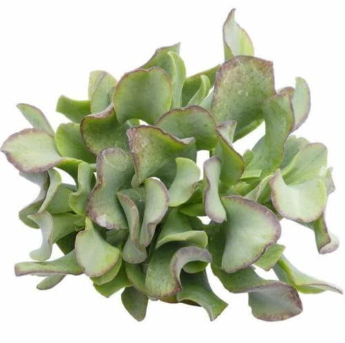 Ruffle Jade Crassula