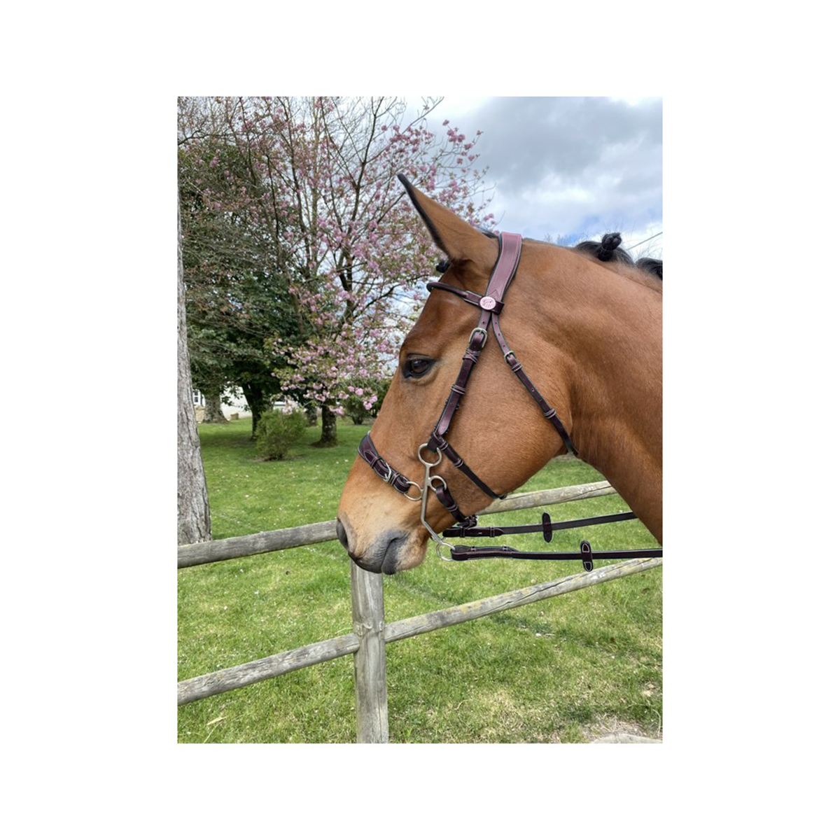 Jump'in Hackamore Bridle - Durable Horse Training Equipment for Western Riding & Trail Use | Week Collection