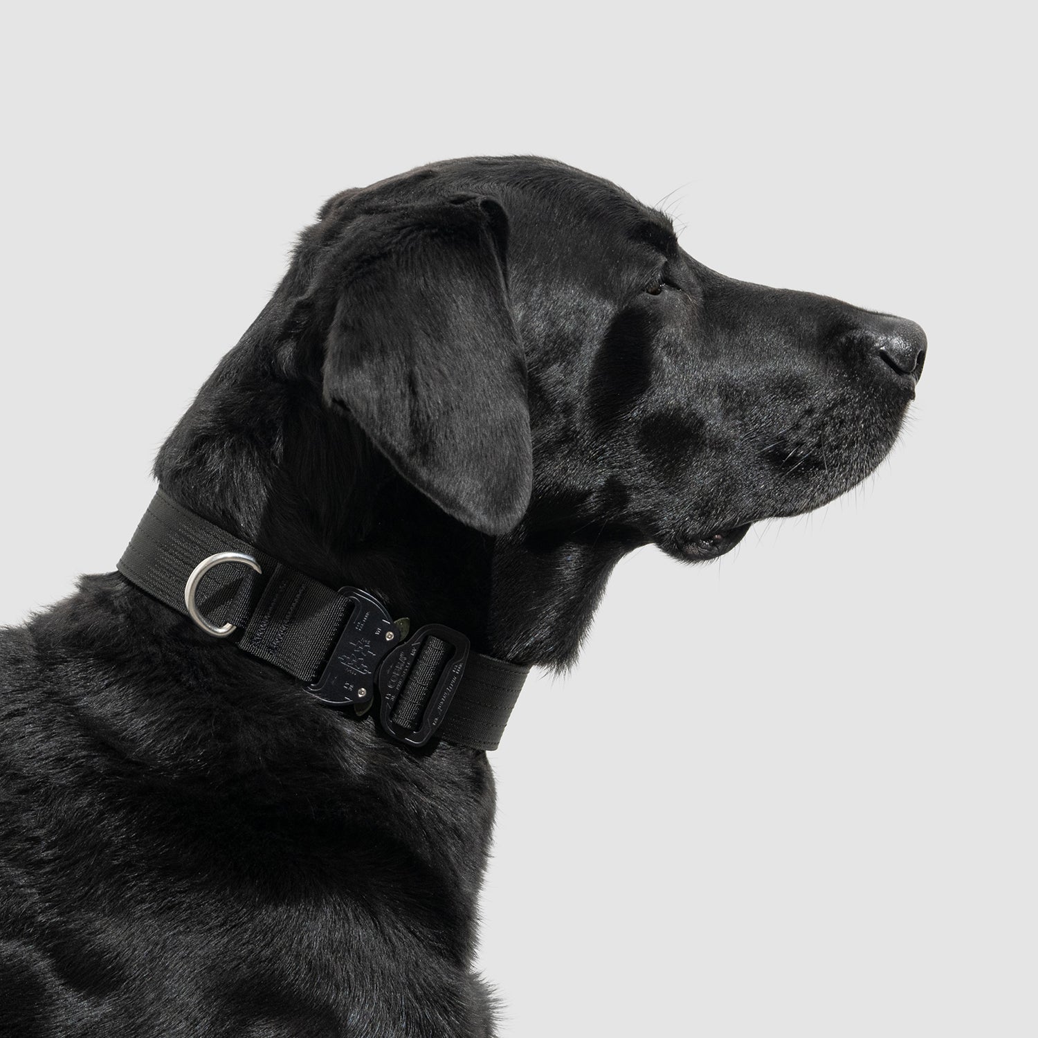 Lifetime Pro Collar - Durable Dog Collar with Reflective Stitching for Safety | Perfect for Walking, Training & Outdoor Adventures