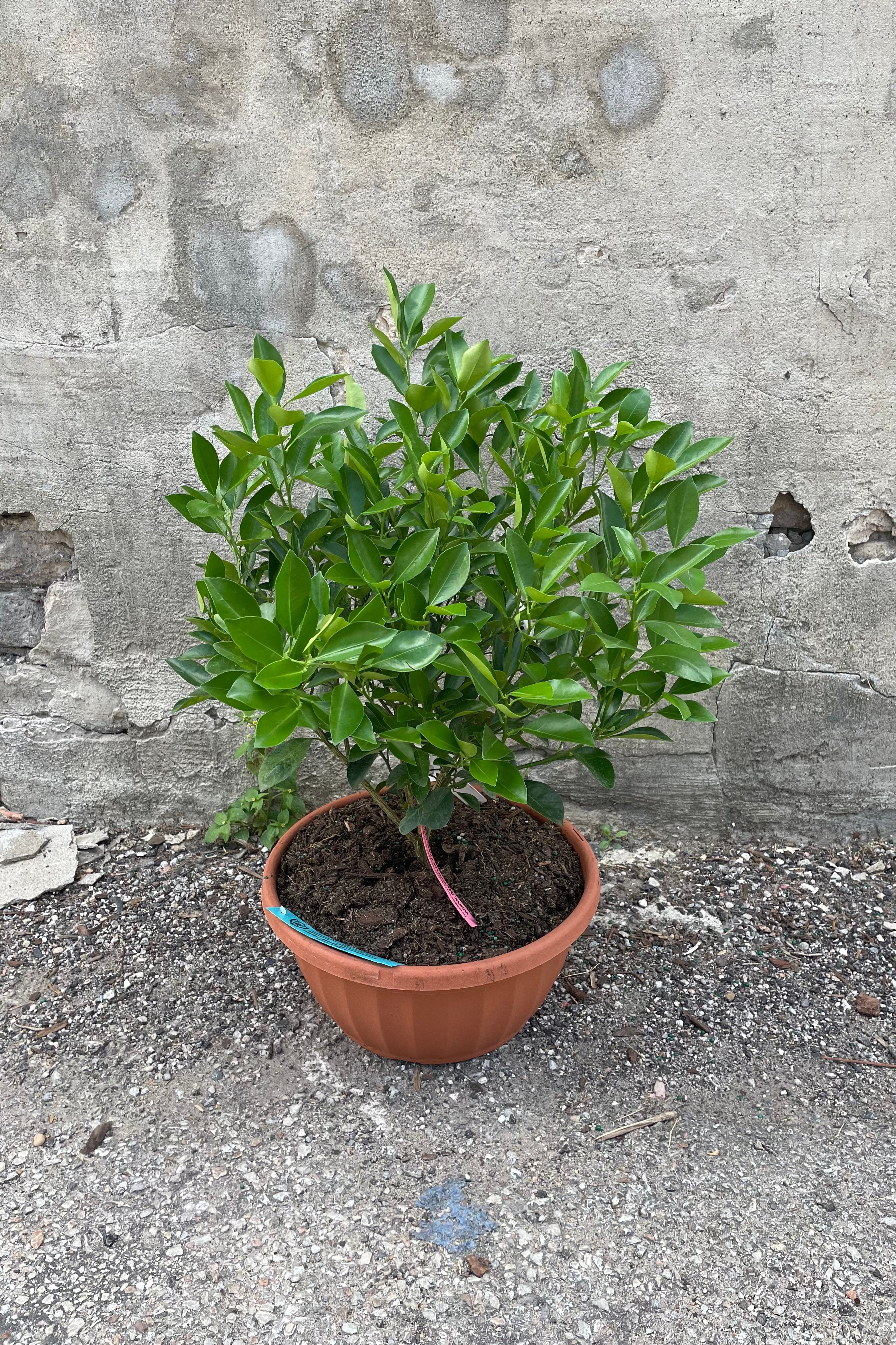 Calamondin Orange Tree (Citrus x microcarpa) - 12