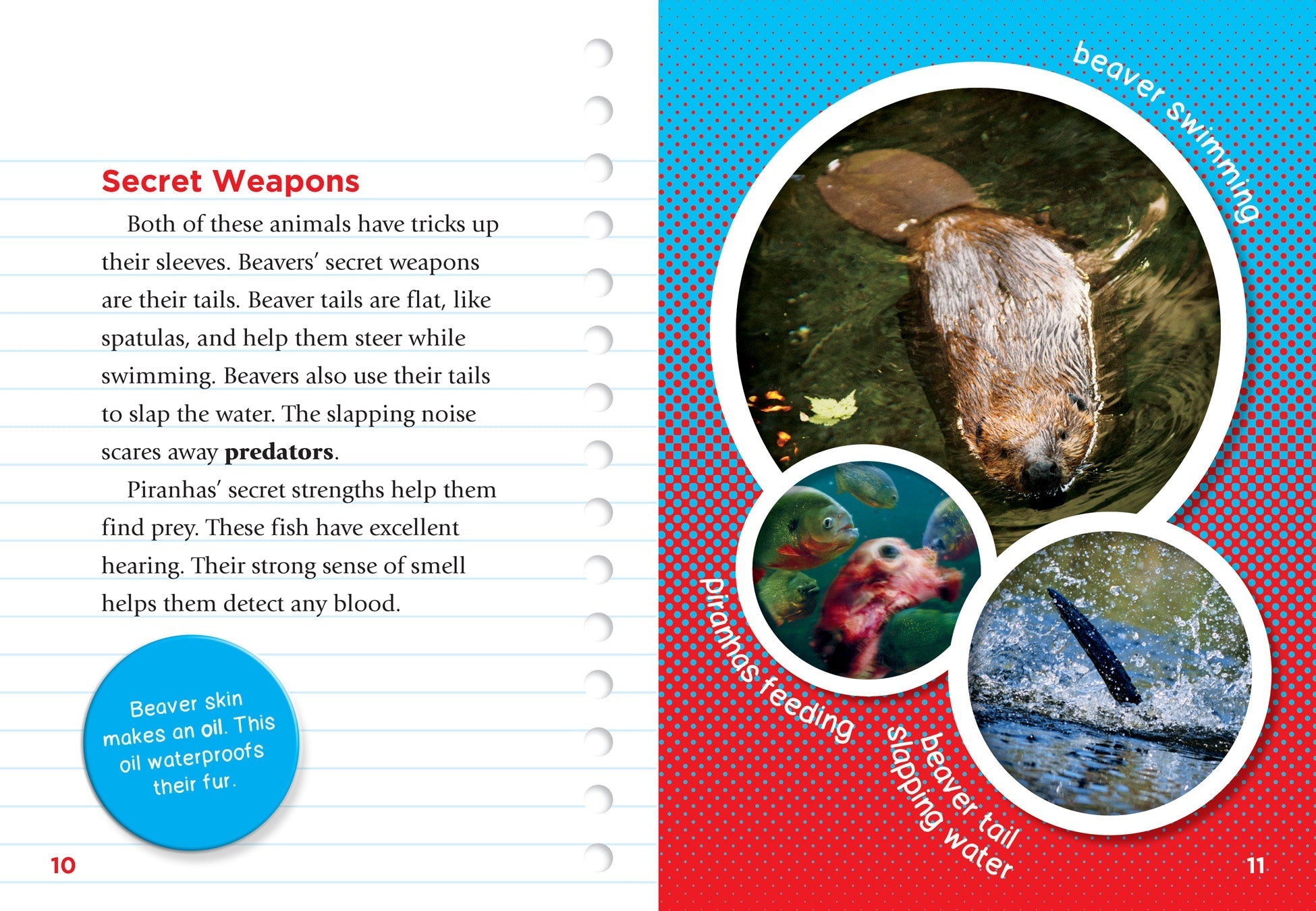 Beaver vs. Piranha: Ultimate Animal Showdown - Perfect for Wildlife Enthusiasts & Educational Use