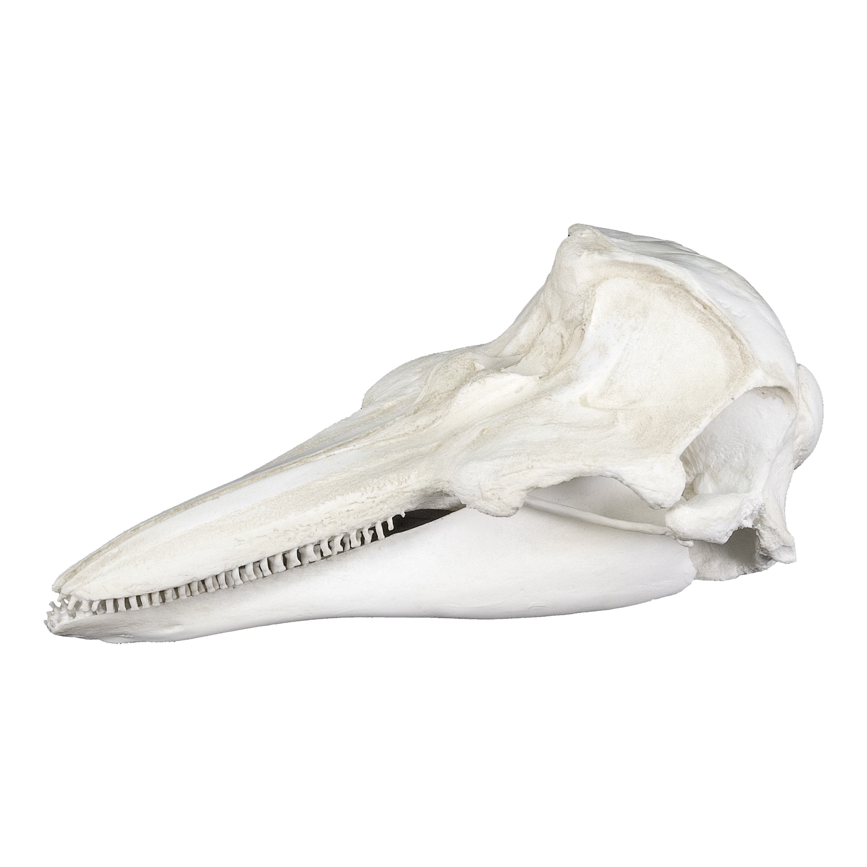Authentic Replica Harbor Porpoise Skull - Lifelike Marine Mammal Specimen for Science Education, Home Decor & Halloween Props