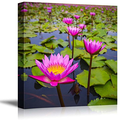 Pink Lotus