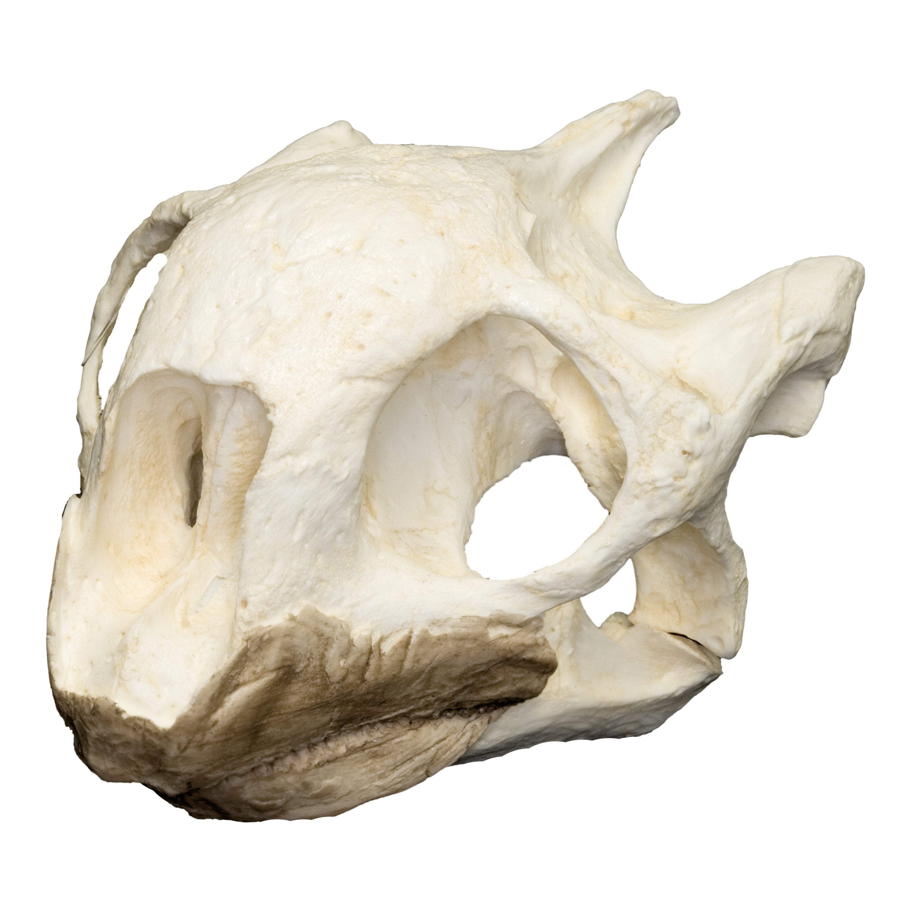 Authentic Replica Aldabra Tortoise Skull - High-Quality Animal Skull Model for Educational Display, Home Decor & Halloween Props | Perfect for Science Classrooms, Gothic Decor & Natural History Collections