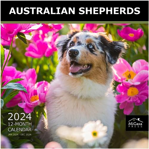 02 - Australian Shepherds