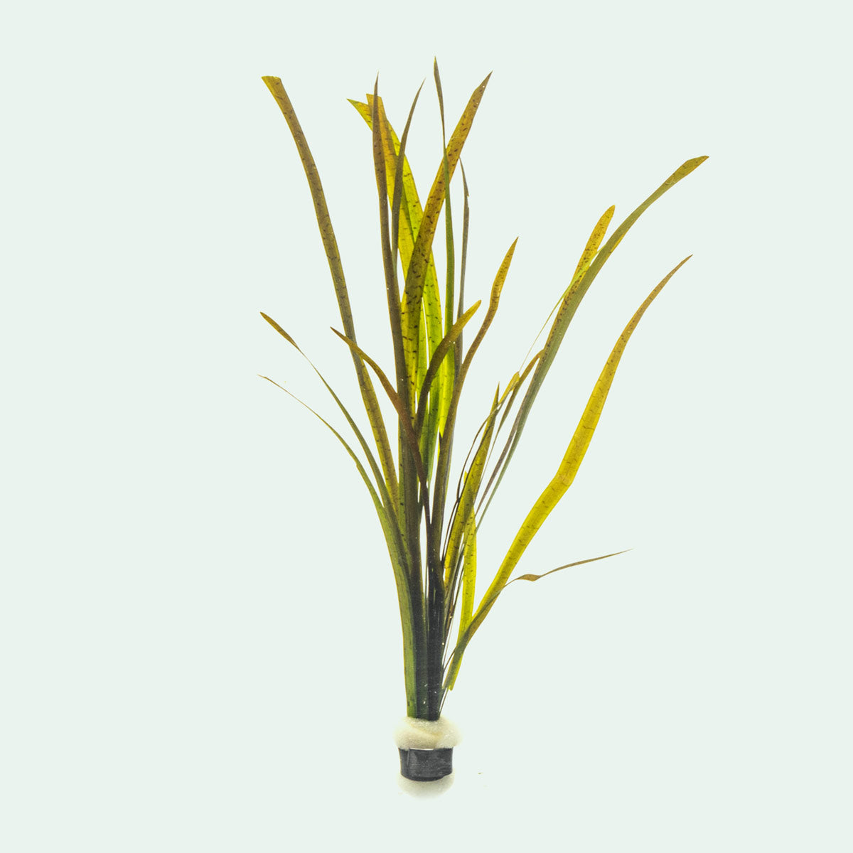 Vallisneria Spiralis Leopard - Live Aquarium Plants for Fish Tank, Easy to Grow Freshwater Aquatic Plants for Home & Office Aquascaping - Perfect for Background Planting in Tropical Fish Tanks