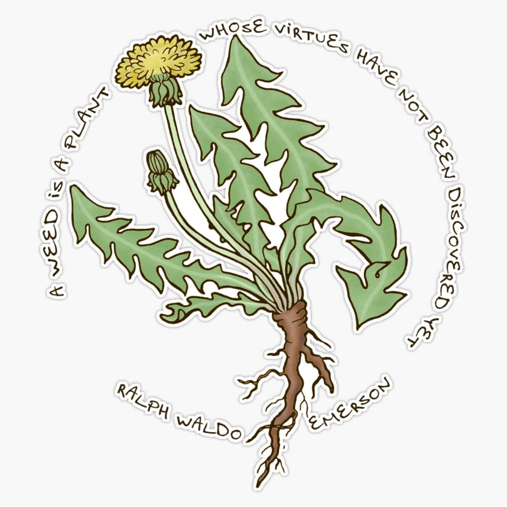 Dandelion Bumper Sticker - 5 Inch Vinyl Decal for Cars, Laptops & Water Bottles - Weatherproof & Durable Decoration