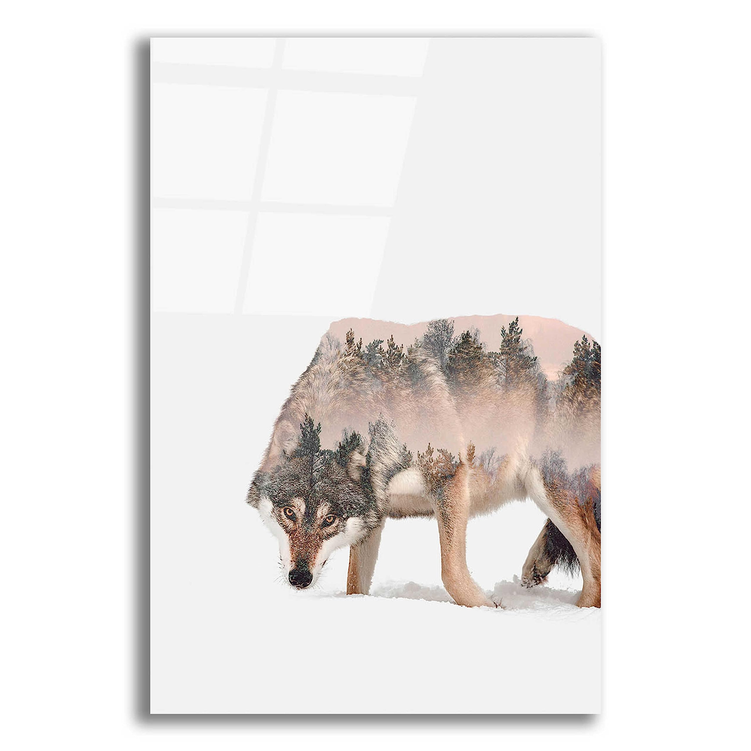 Epic 'Wulf' Acrylic Glass Wall Art by Clean Nature - 16x24 Inches Modern Home Decor for Living Room, Bedroom & Office