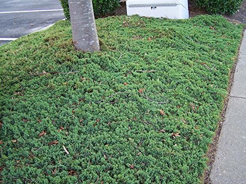 Pixies Gardens 50 Blue Pacific Juniper Plants - Fast Growing Ground Cover for Erosion Control on Slopes | Perfect for Landscaping, Hillside Stabilization & Garden Borders