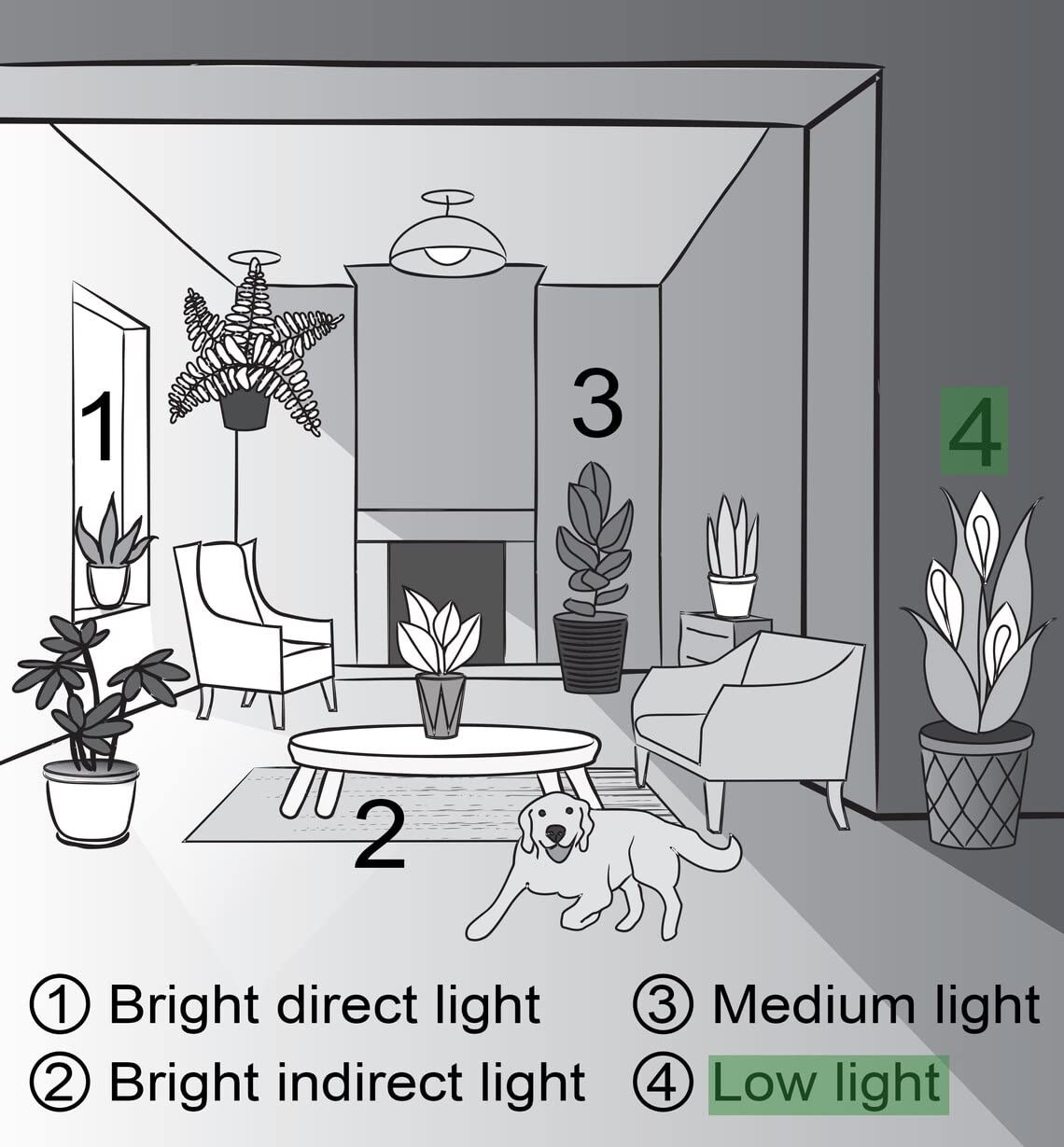 Thorsen's Greenhouse Live Janet Craig Compacta Plant (Dracaena Fragrans) - 4