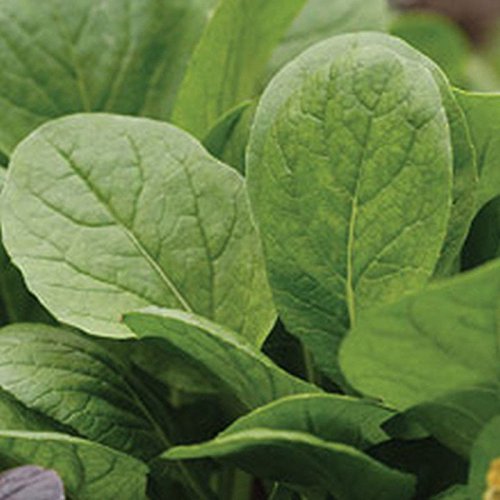 Komatsuna Oriental Mustard Spinach Seeds (25-Pack) - Perfect for Stir-Fry, Pickling & Boiling - Great Taste & Easy to Grow - Ideal for Home Gardens & Asian Cuisine