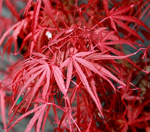 Red Cloud Japanese Maple Tree (Acer palmatum 'Red Cloud') - 3 Year Old Live Plant for Landscaping, Garden Decoration & Bonsai Cultivation