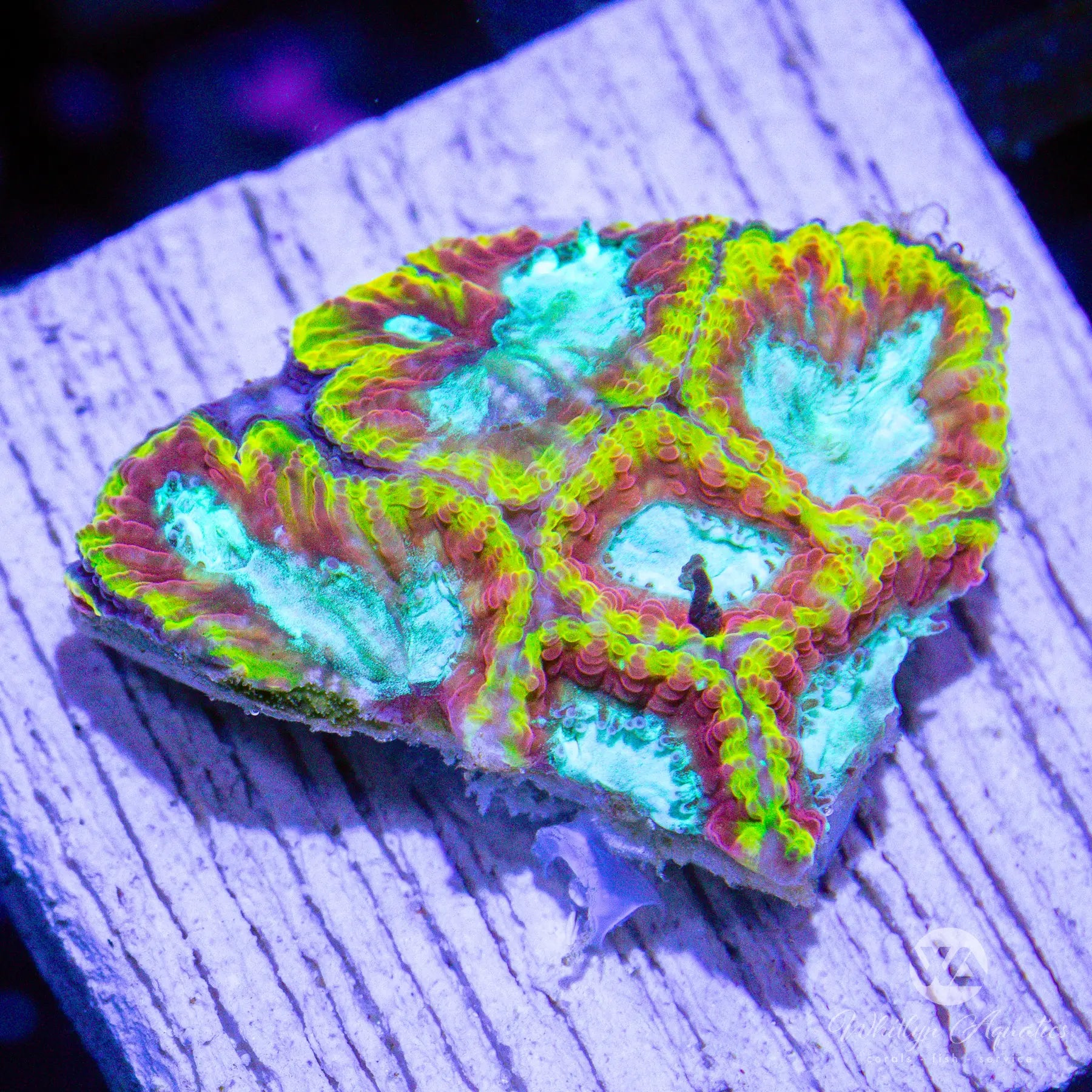 D46 WA Red Ring Favia Coral - Premium WYSIWYG Live Coral for Saltwater Aquariums | Perfect for Reef Tanks & Marine Displays